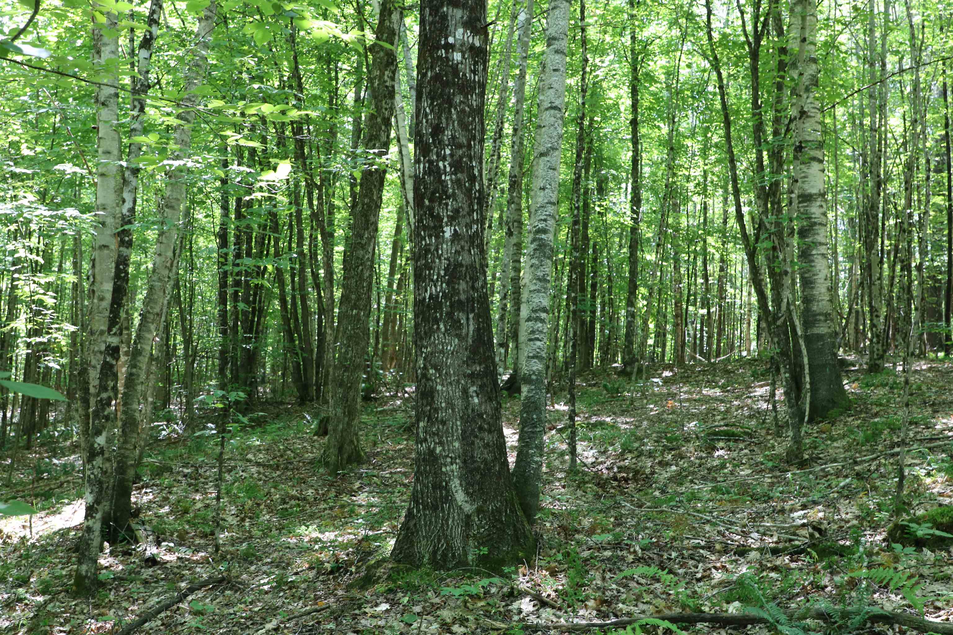 4766 Duck Pond Road Property Photo 13