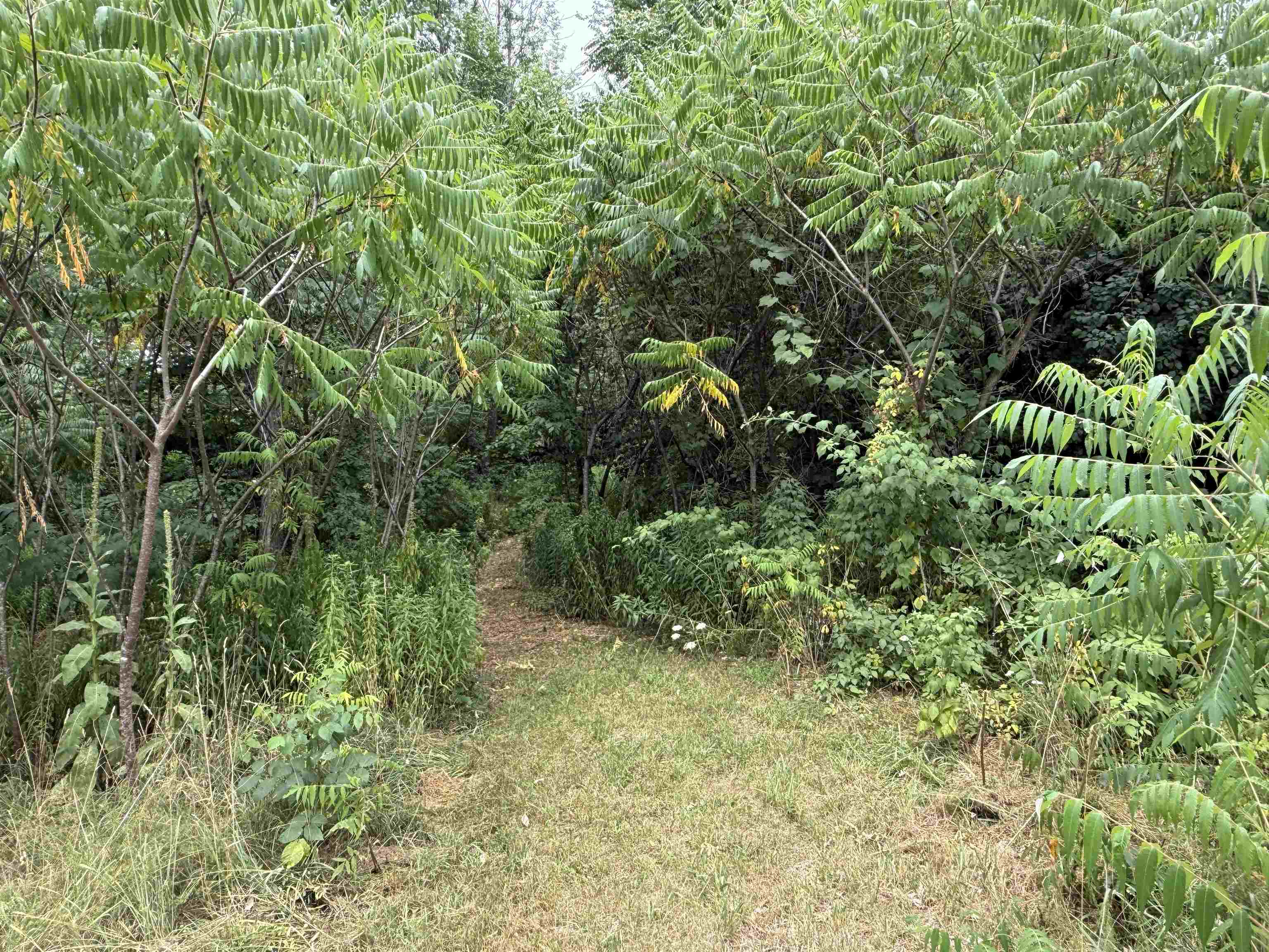 136 Westford Road Property Photo 5