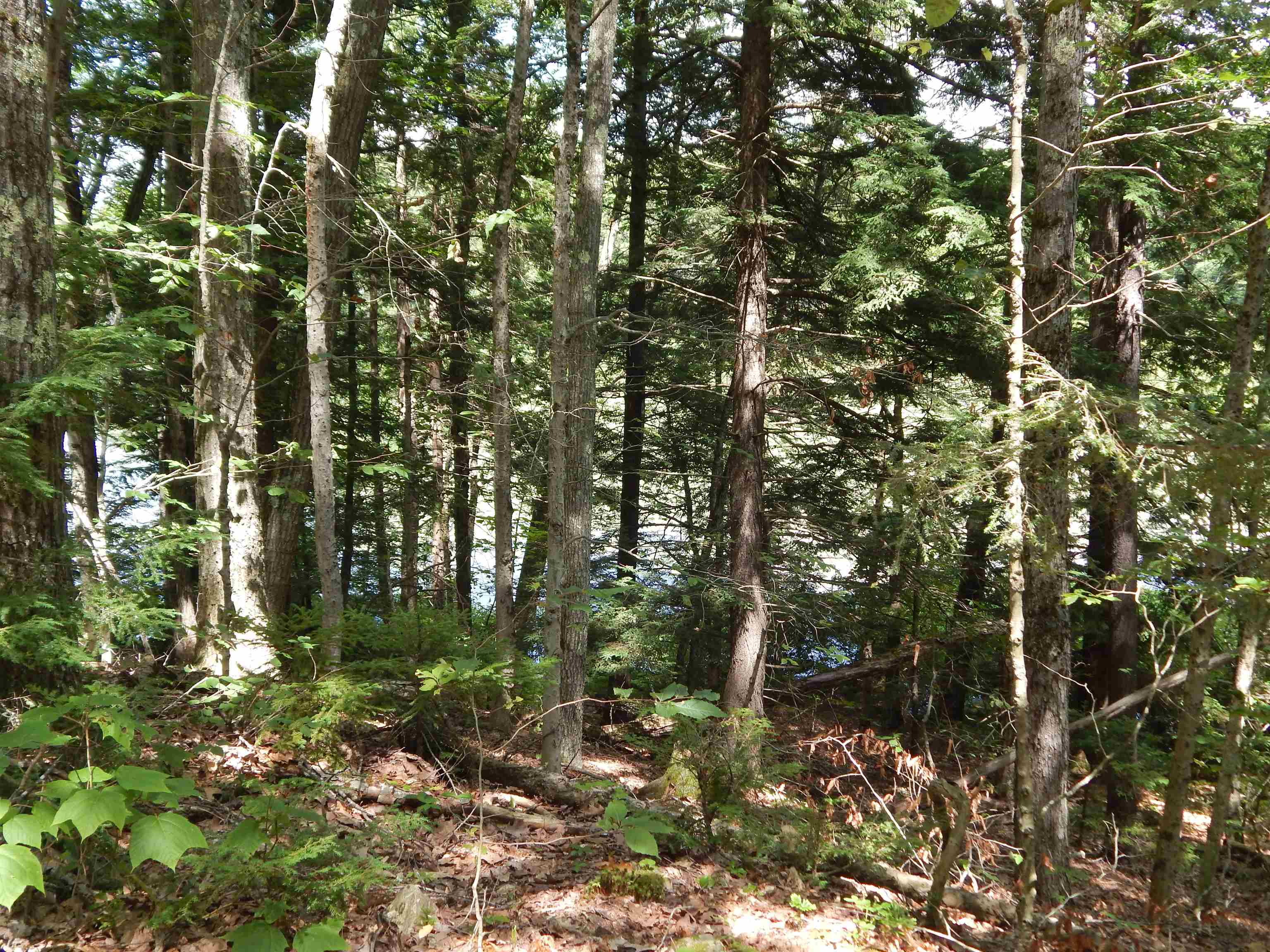 Pine Cliff Road Property Photo 3