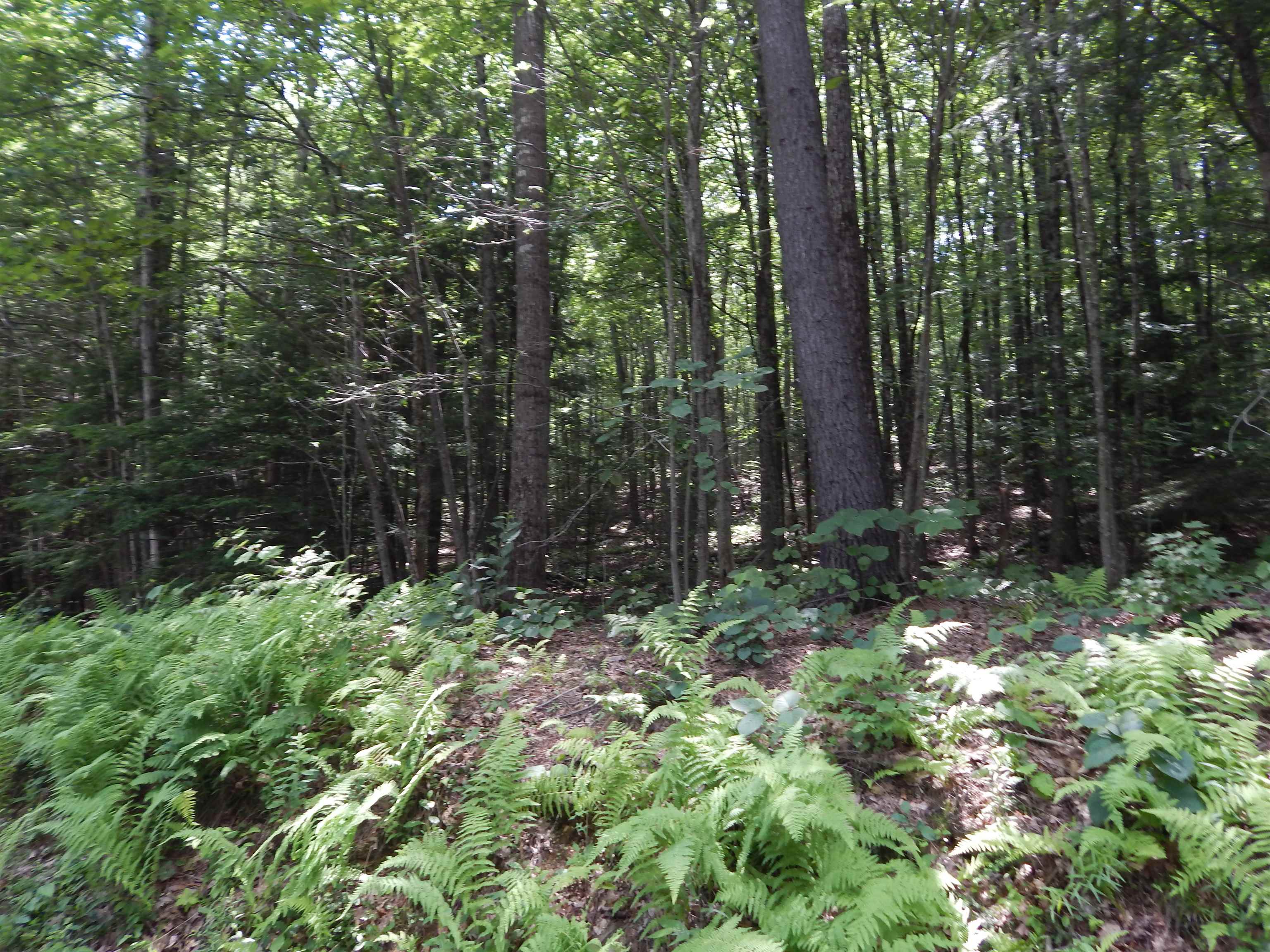 Pine Cliff Road Property Photo 4