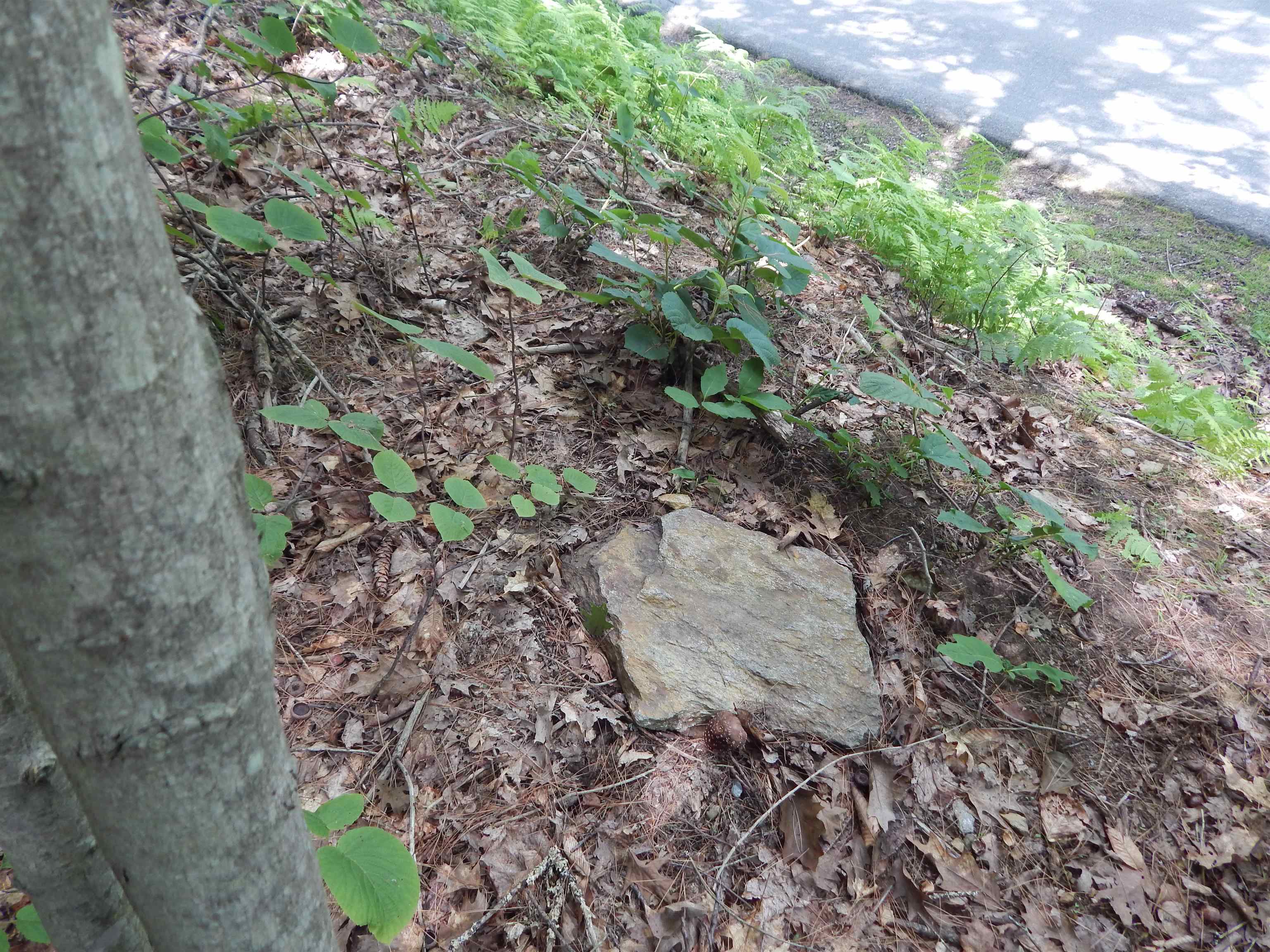 Pine Cliff Road Property Photo 5