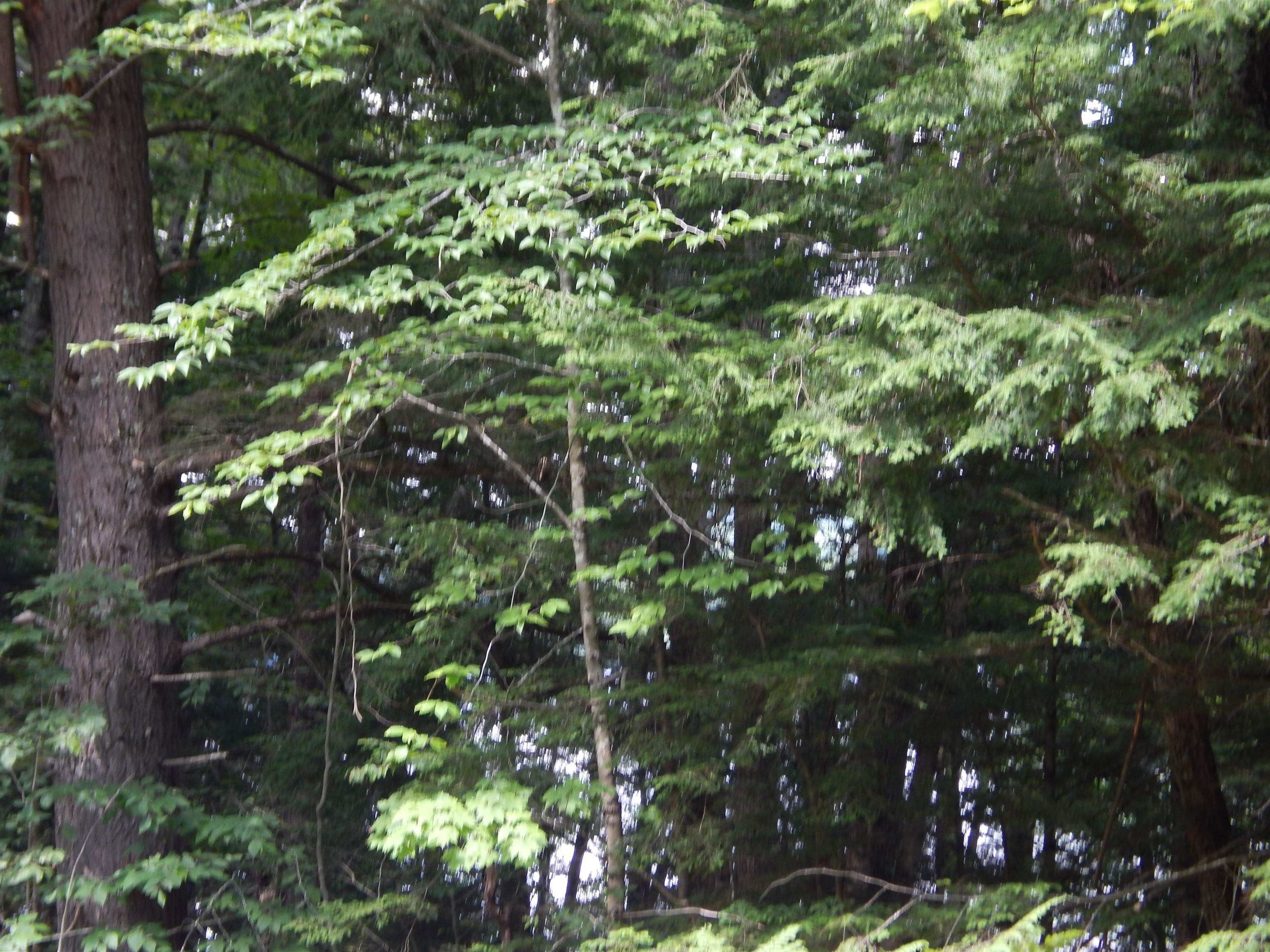Pine Cliff Road Property Photo 10