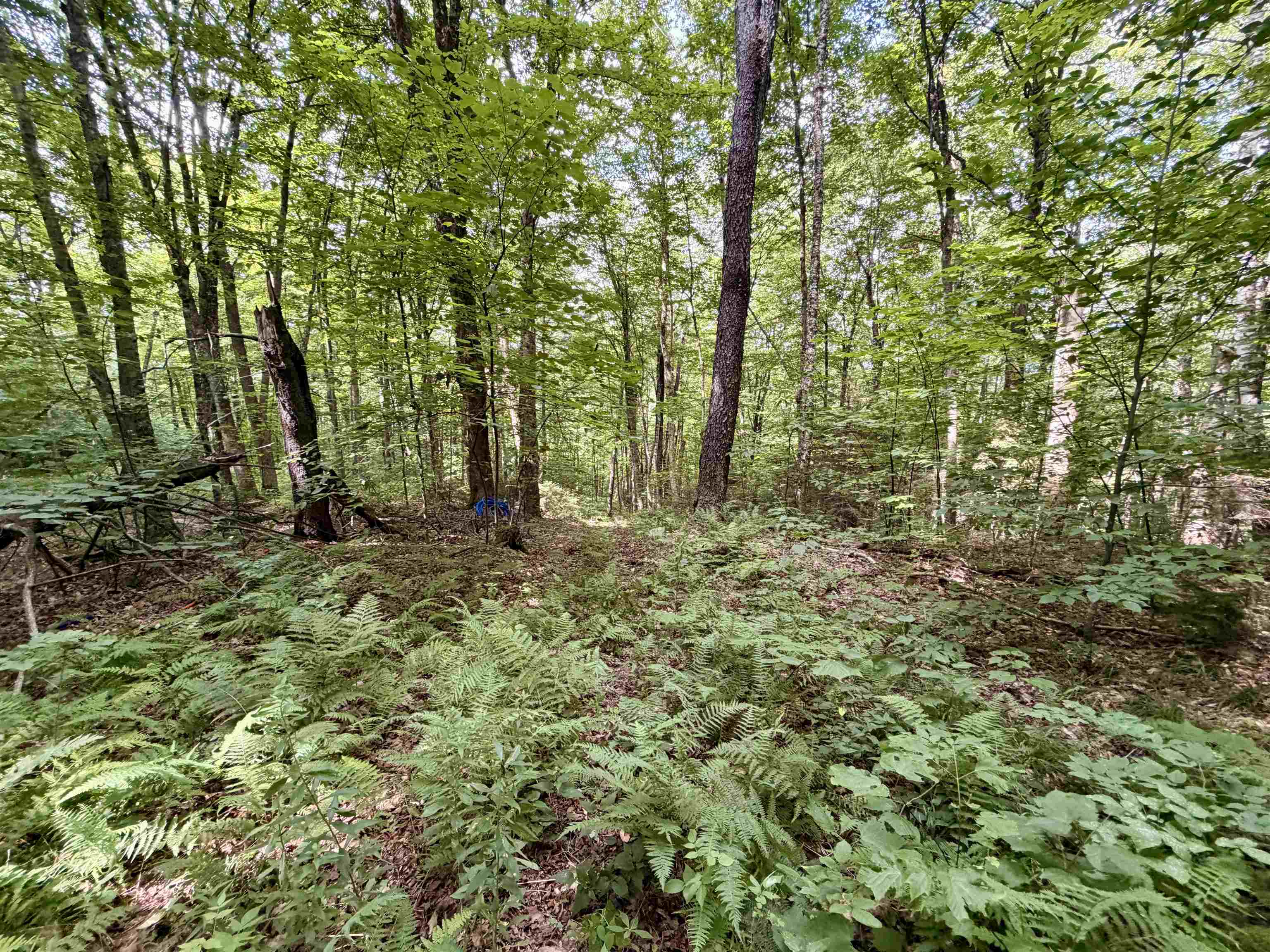 3625 Ripton Road Property Photo 14