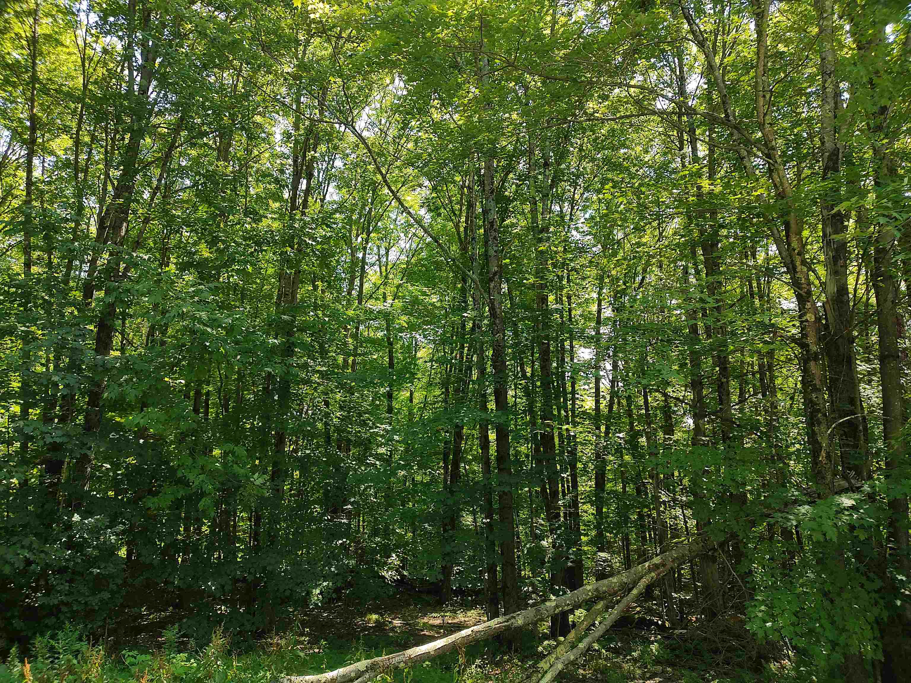 230 Ober Hill Road Property Photo 6