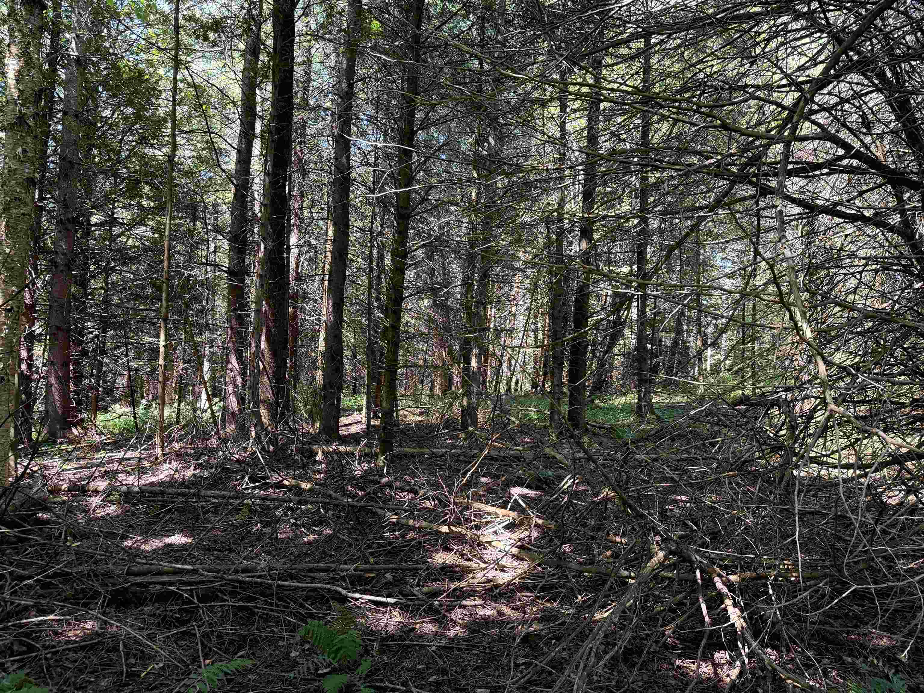 3329 Bates Hill Road Property Photo 17