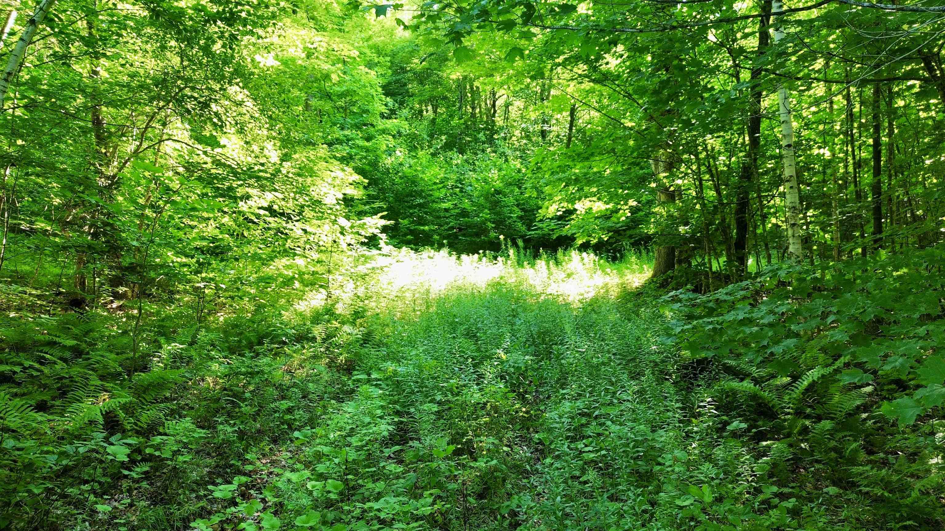 000 Old Man Mountain Road Property Photo 17