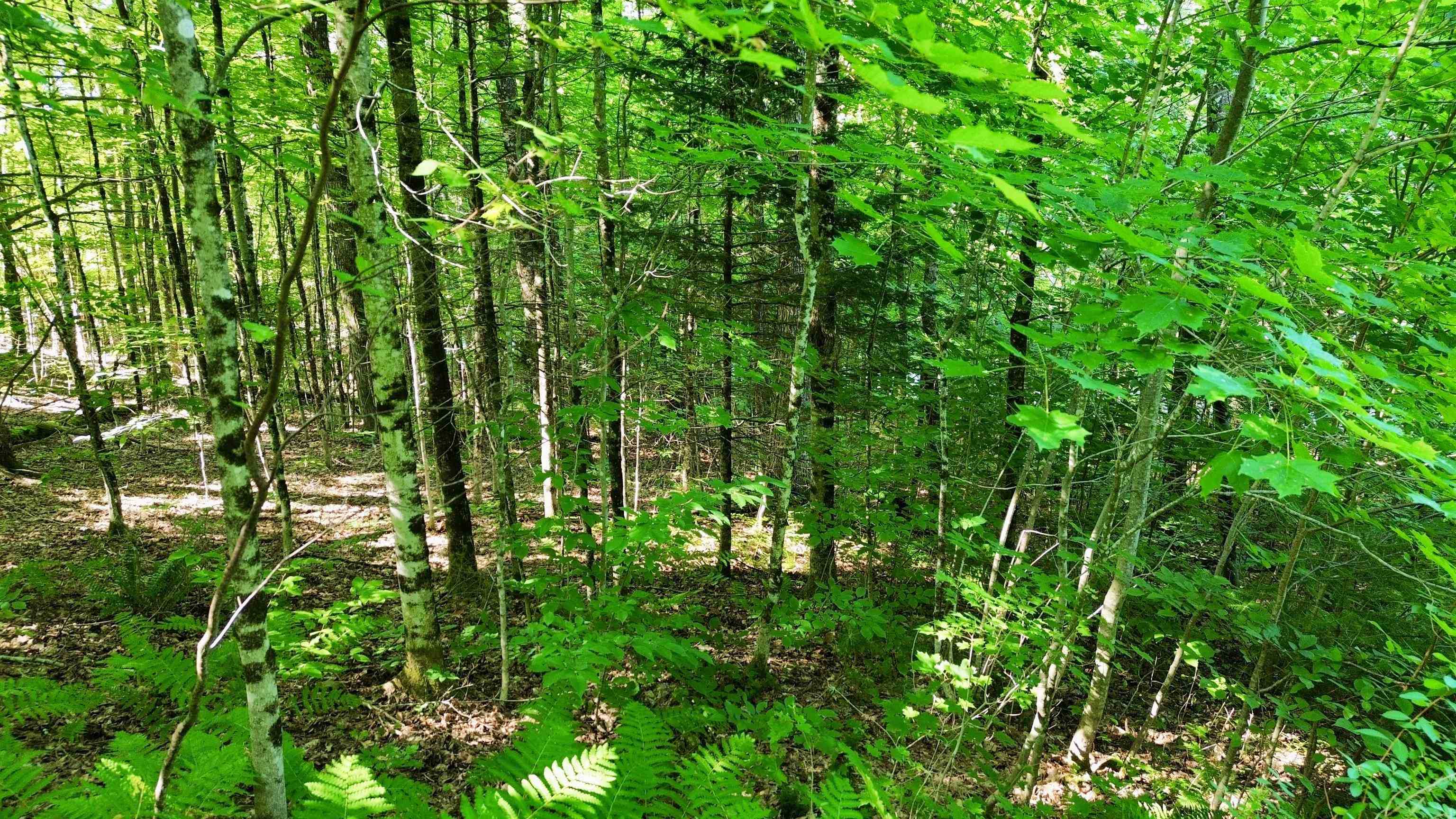 000 Old Man Mountain Road Property Photo 25