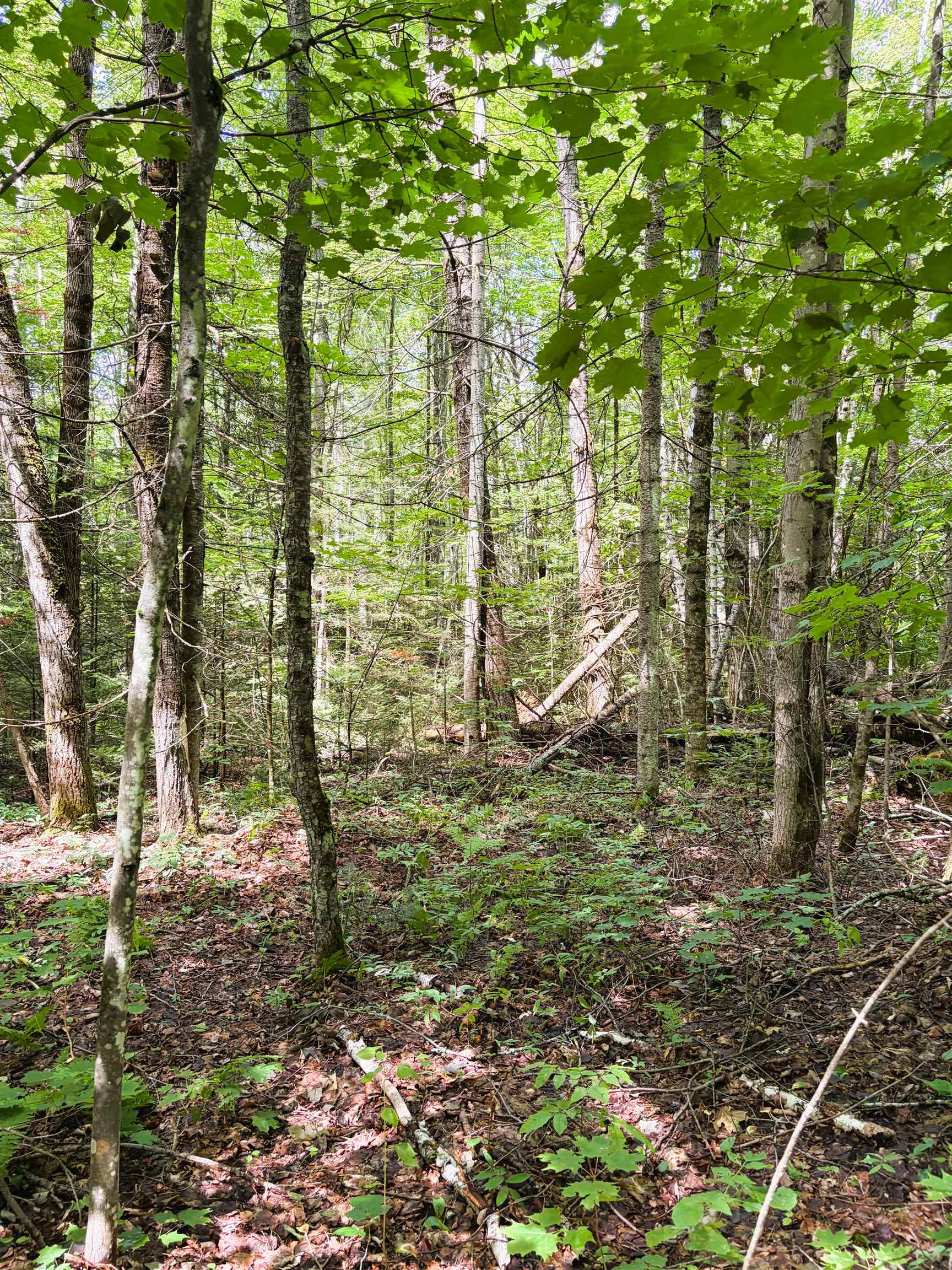 0 Osgood Farm Road Property Photo 29