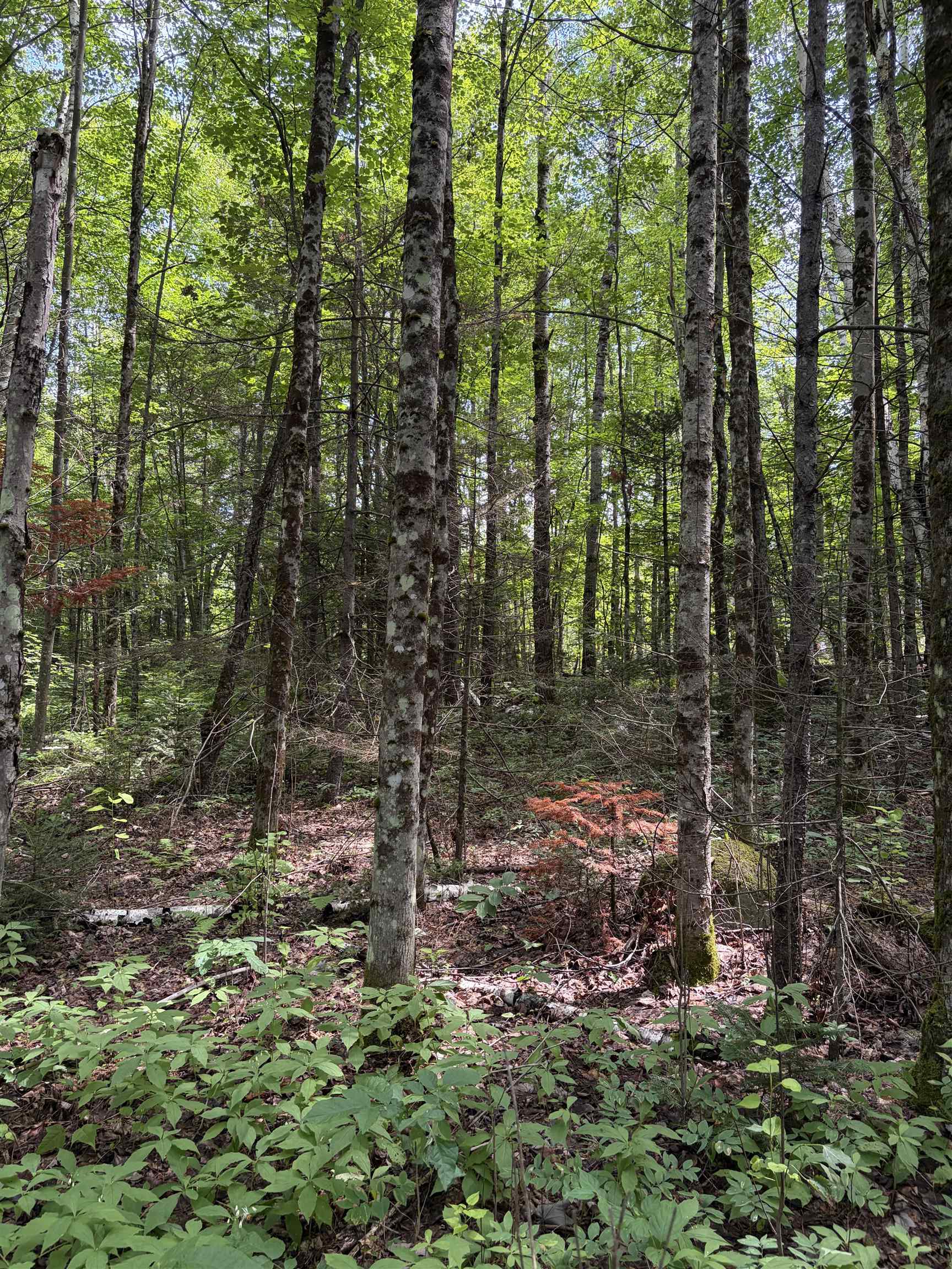 0 Osgood Farm Road Property Photo 35