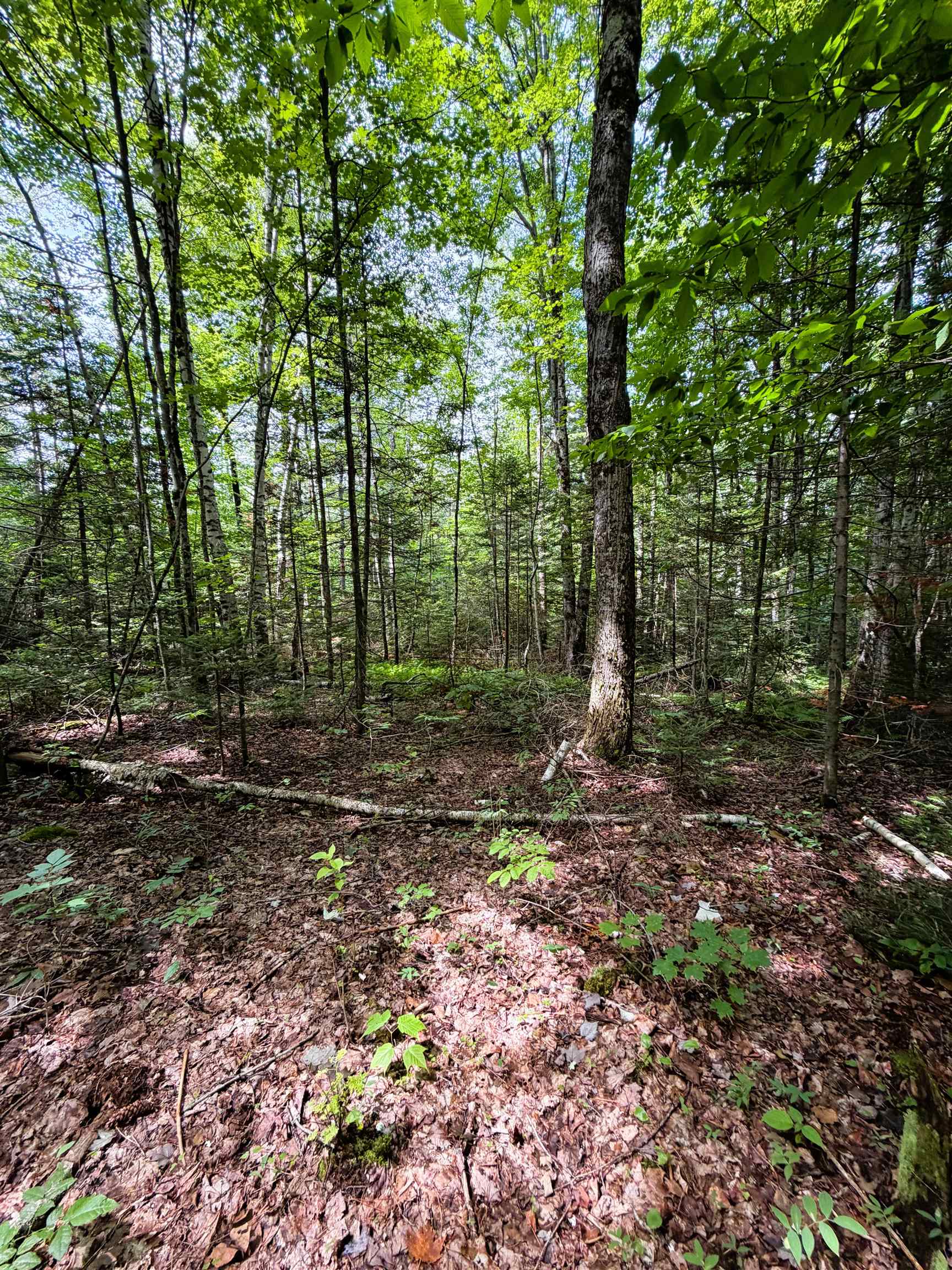 0 Osgood Farm Road Property Photo 37
