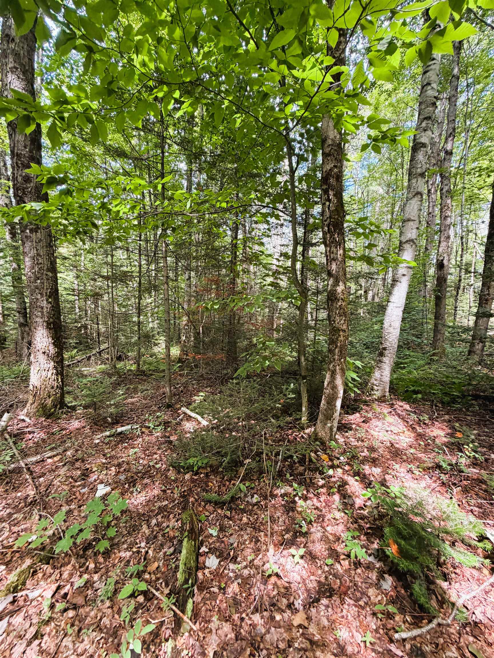 0 Osgood Farm Road Property Photo 38