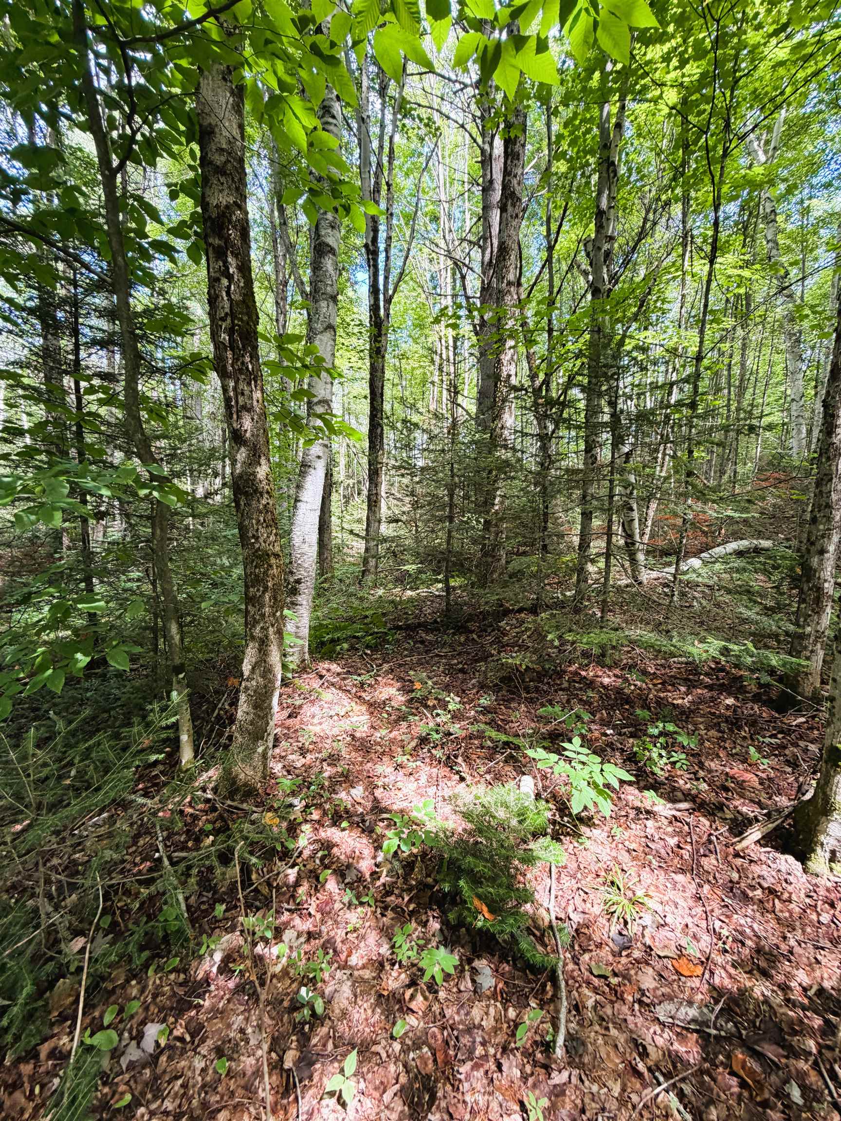 0 Osgood Farm Road Property Photo 39