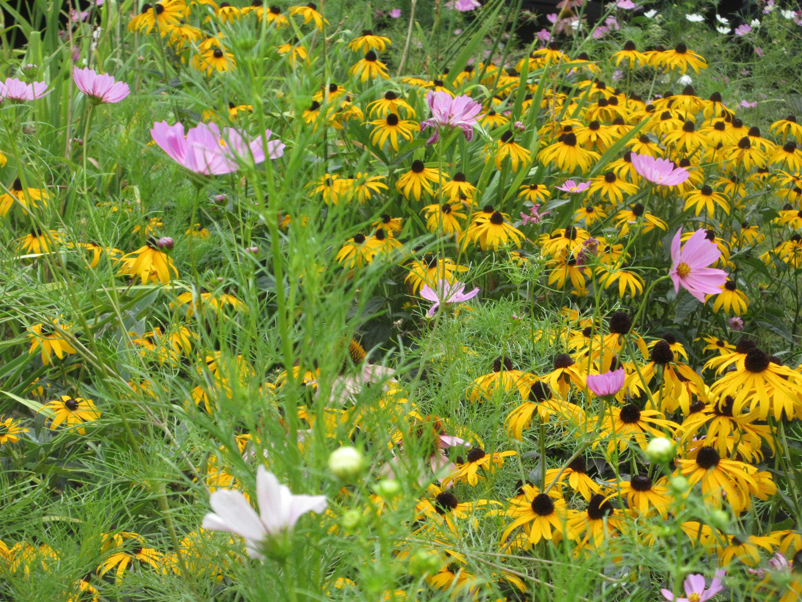 147 Morningside Commons Property Photo 46