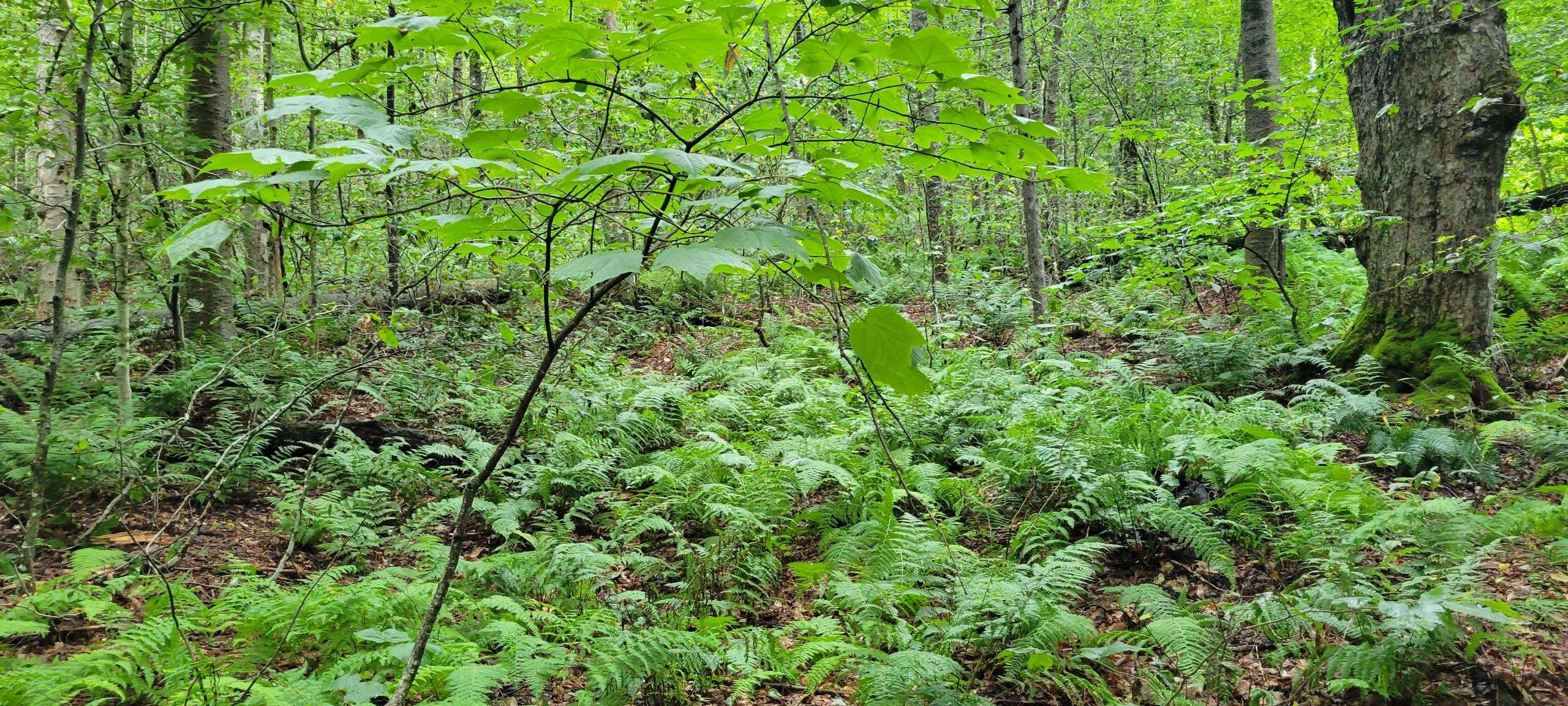 00 Heartwellville View Road Property Photo 6