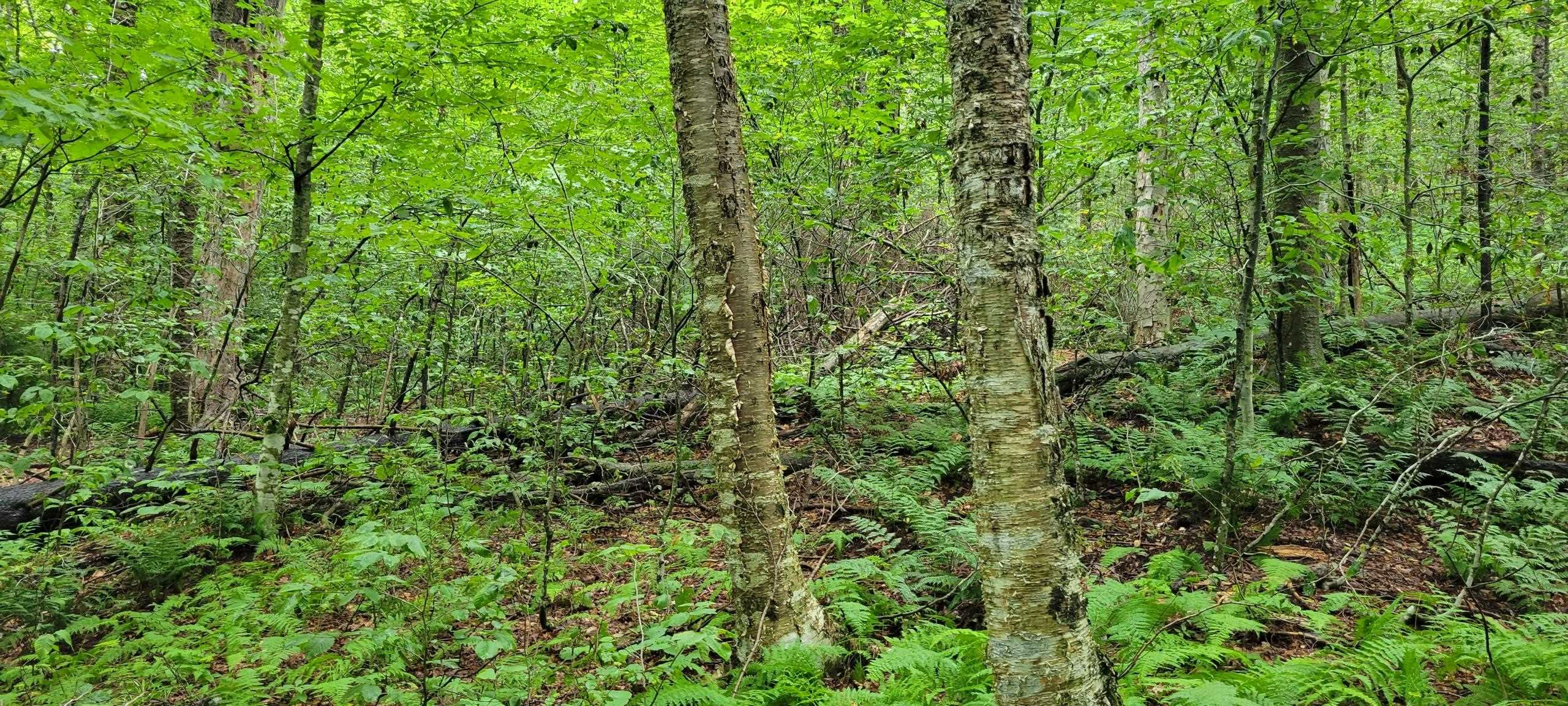 00 Heartwellville View Road Property Photo 1