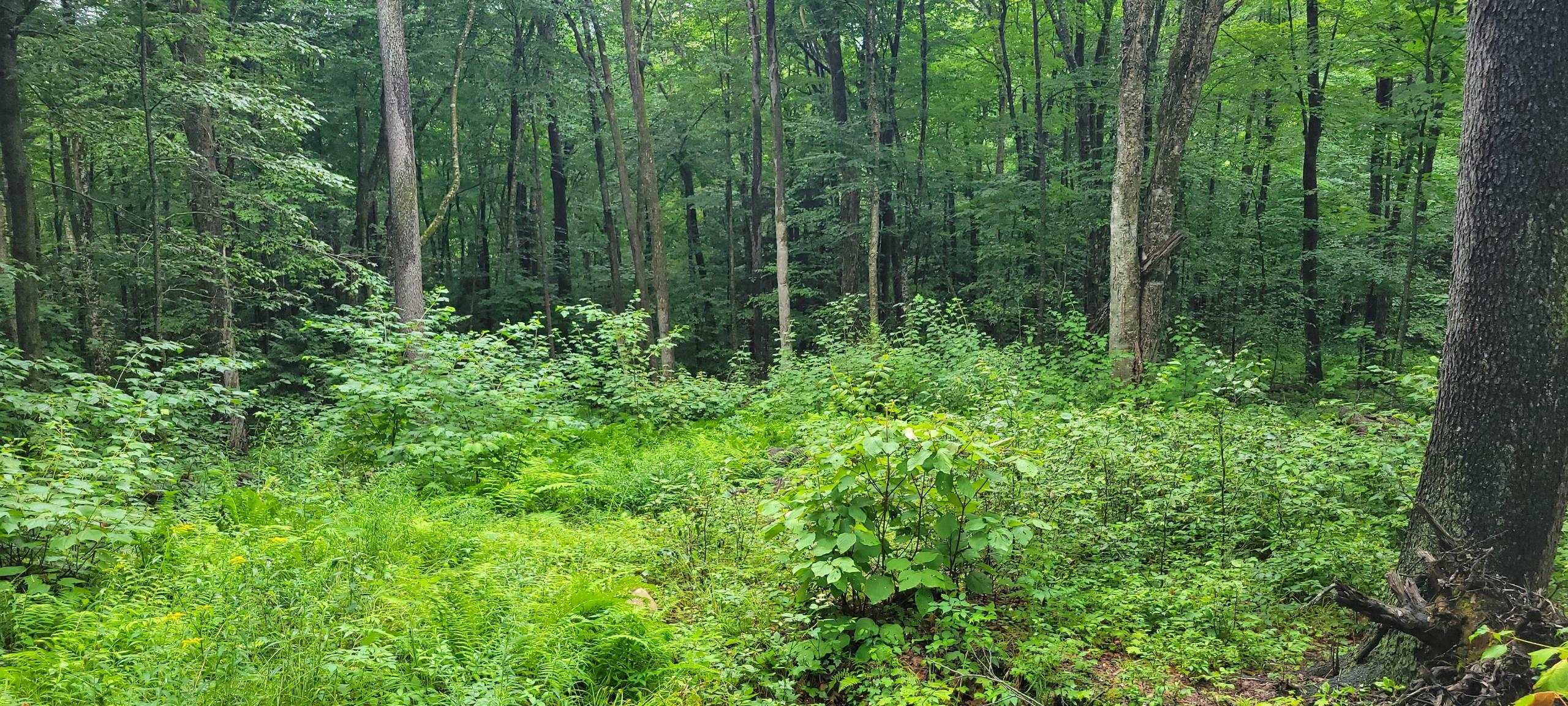 00 Heartwellville View Road Property Photo 10