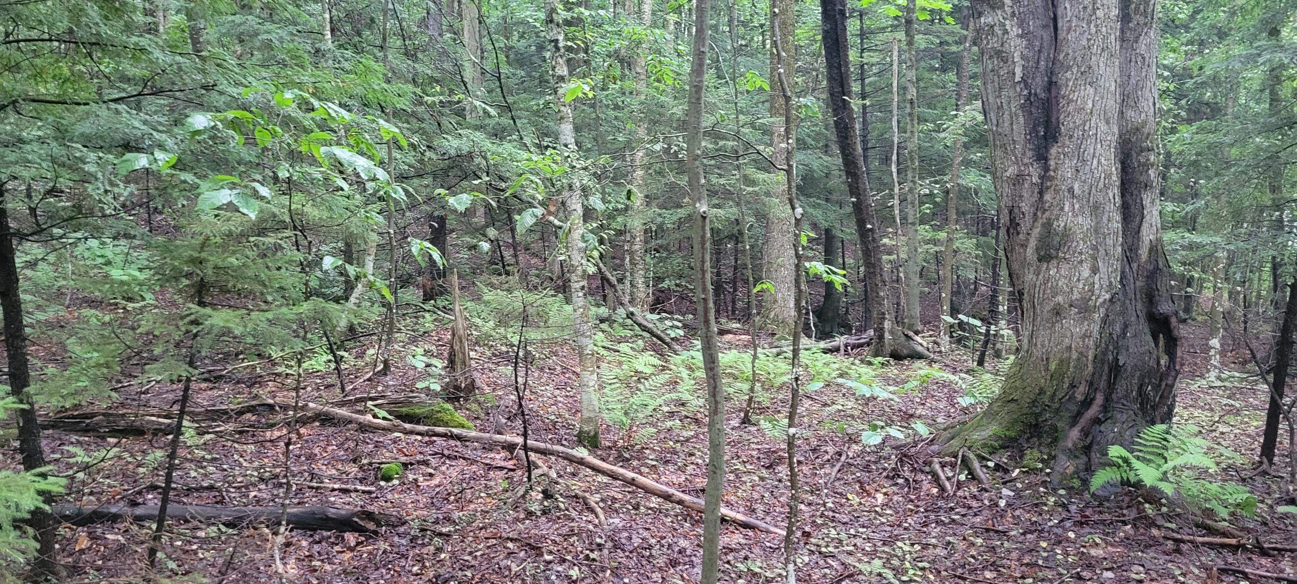 00 Heartwellville View Road Property Photo 3