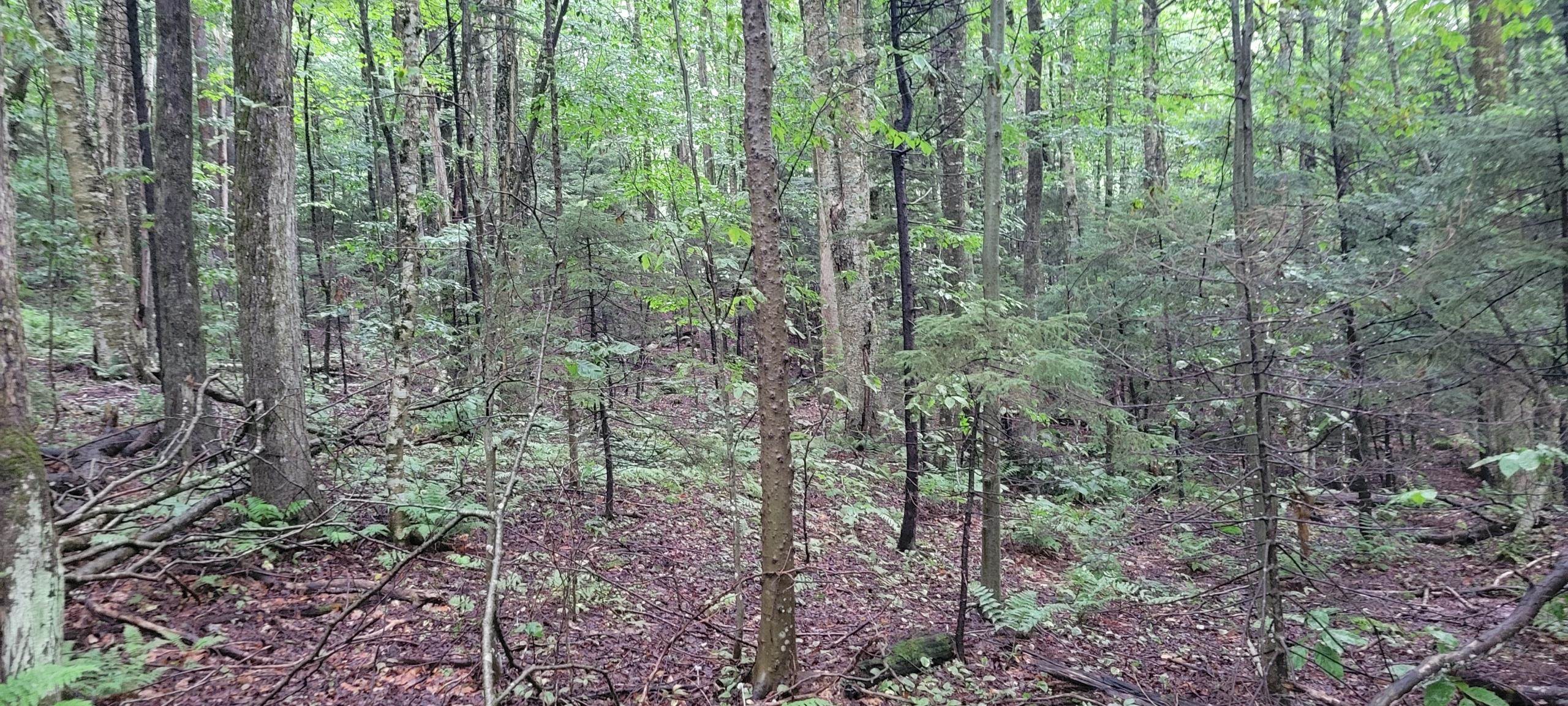 00 Heartwellville View Road Property Photo 4