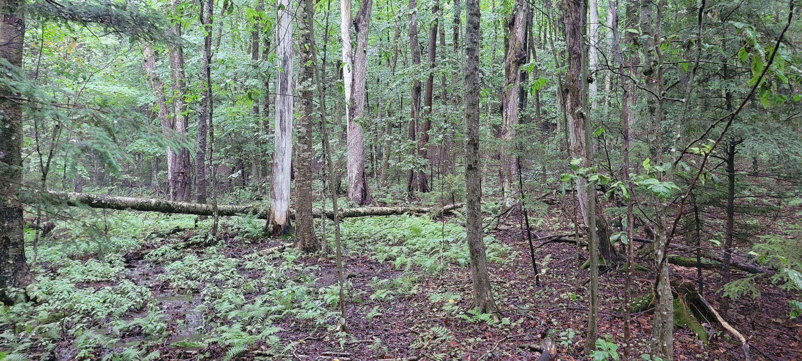 00 Heartwellville View Road Property Photo 5