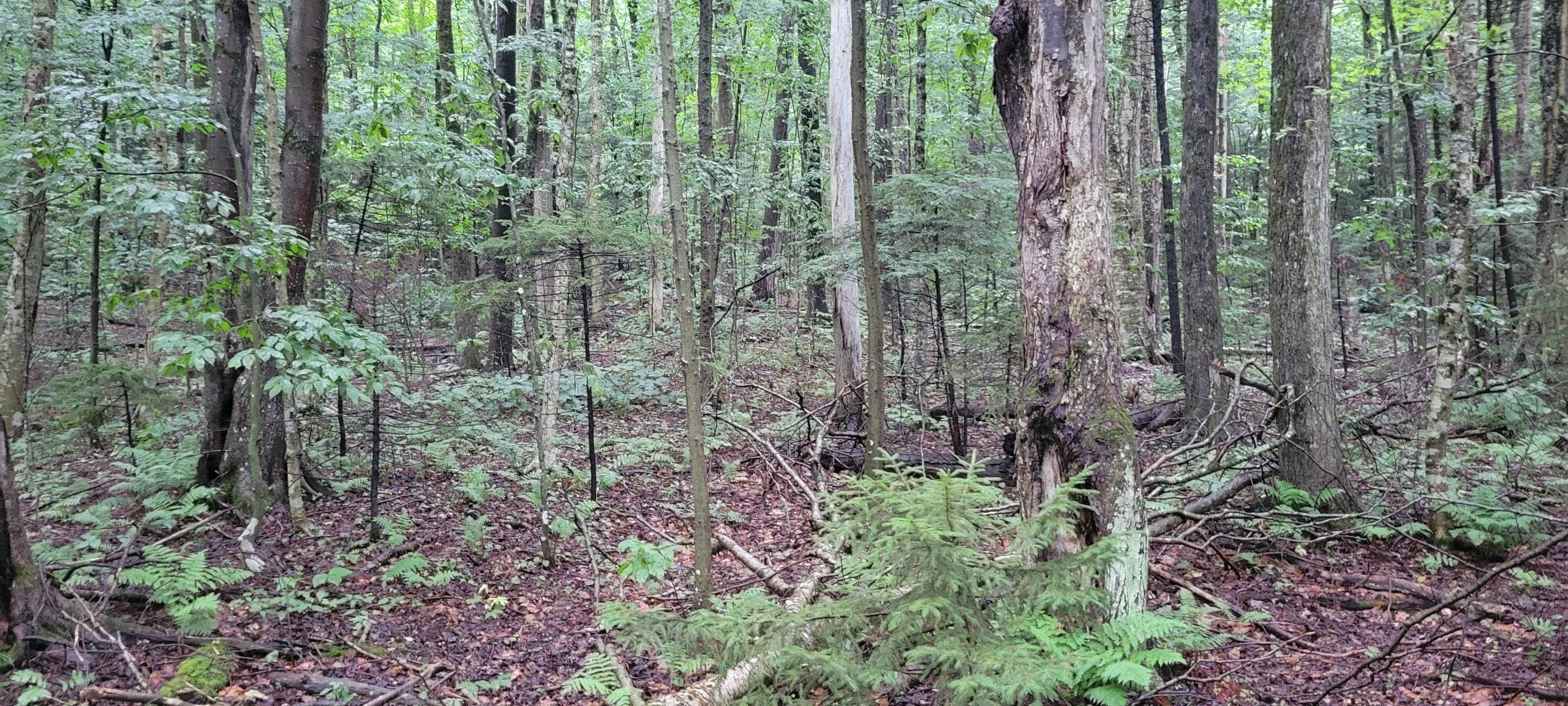 00 Heartwellville View Road Property Photo 10