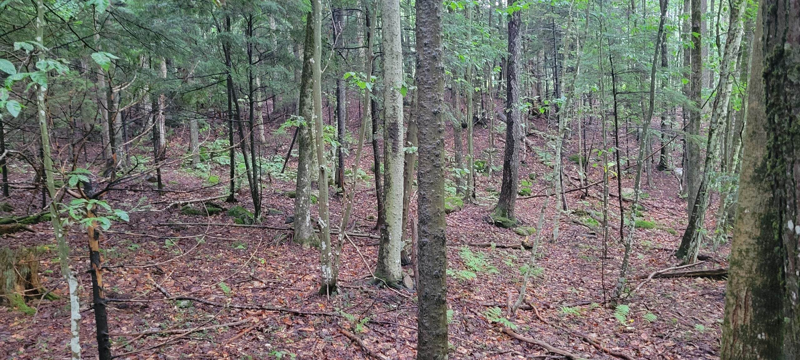 00 Heartwellville View Road Property Photo 6