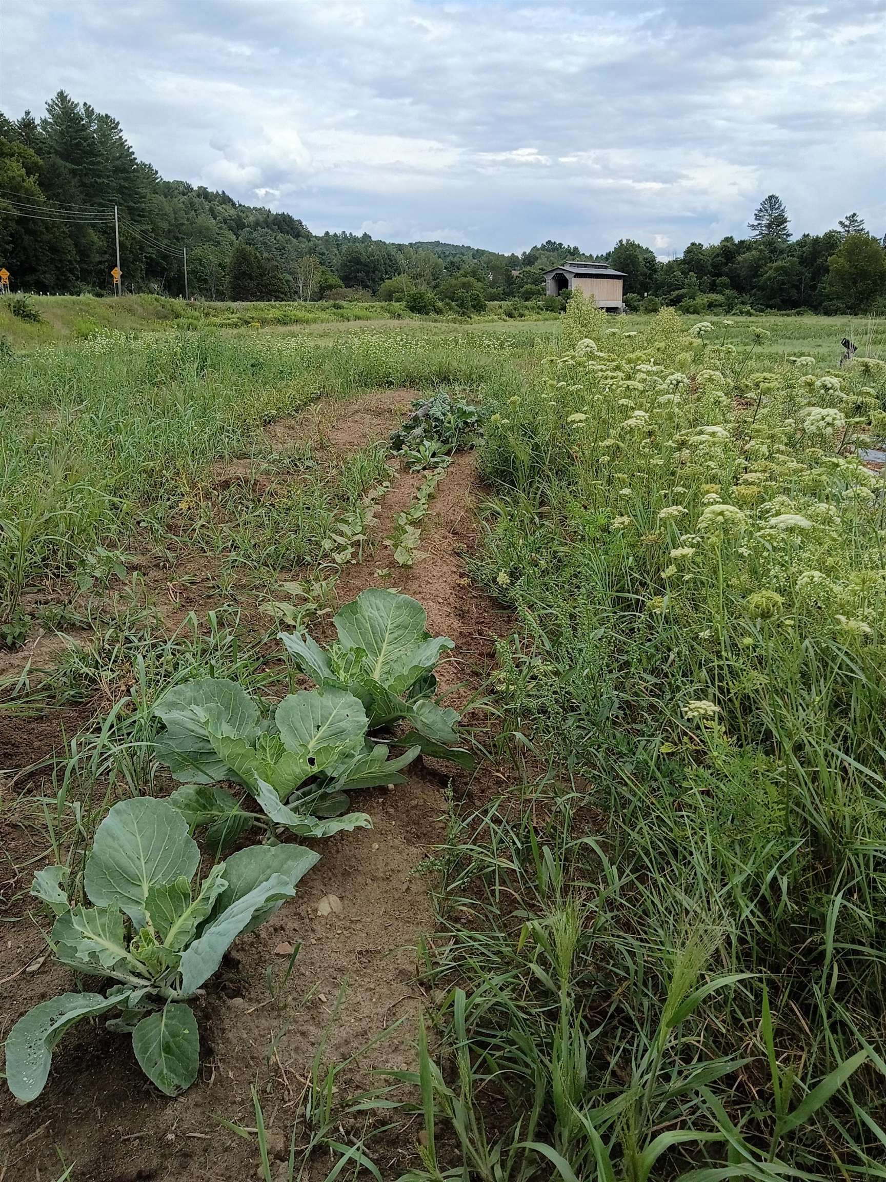 0 Route 15 Property Photo 6