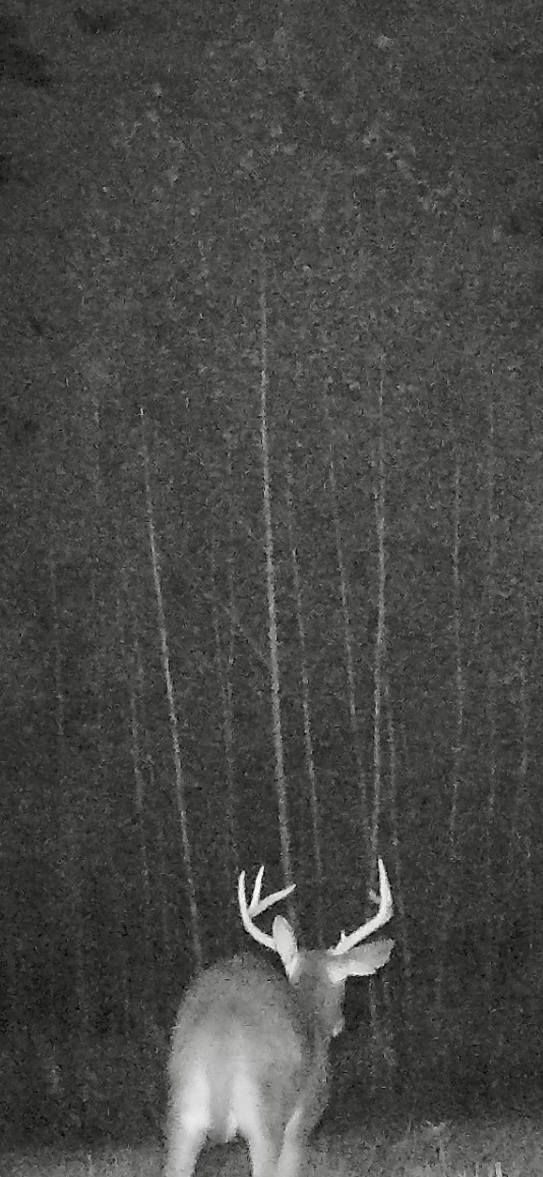 142 Hines Place Trail Property Photo 44