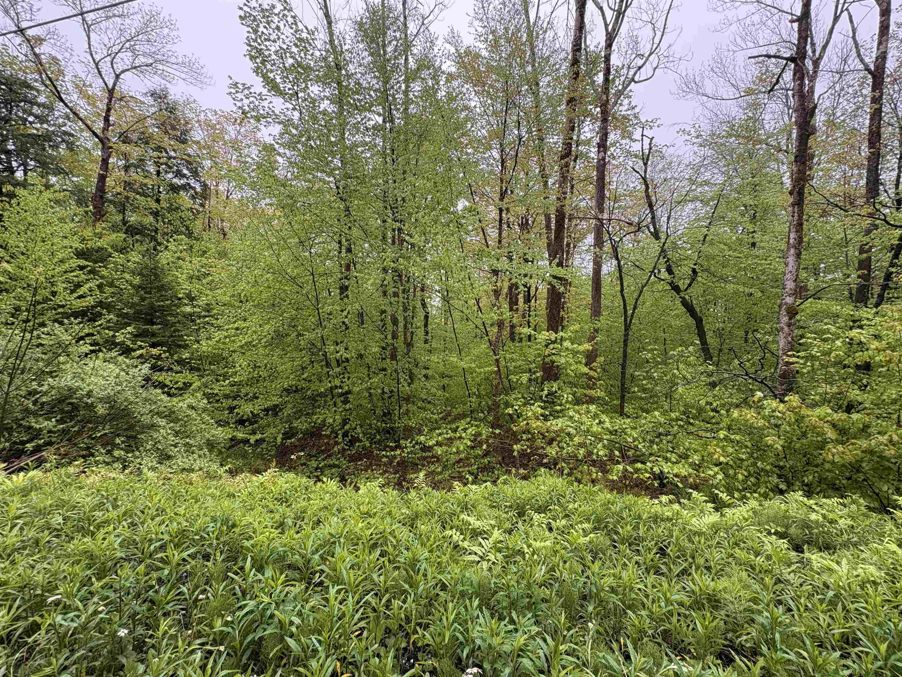 0 Bergrucken Lane Property Photo 3