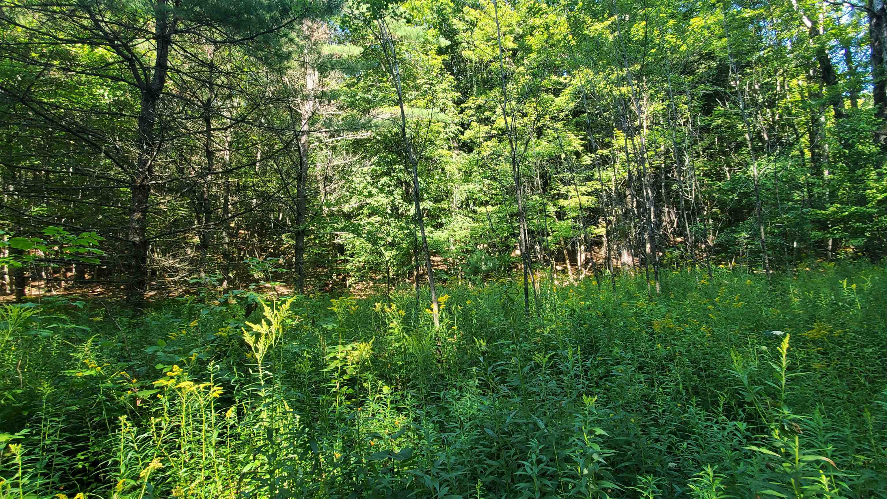 0 Union Village Road Property Photo 4