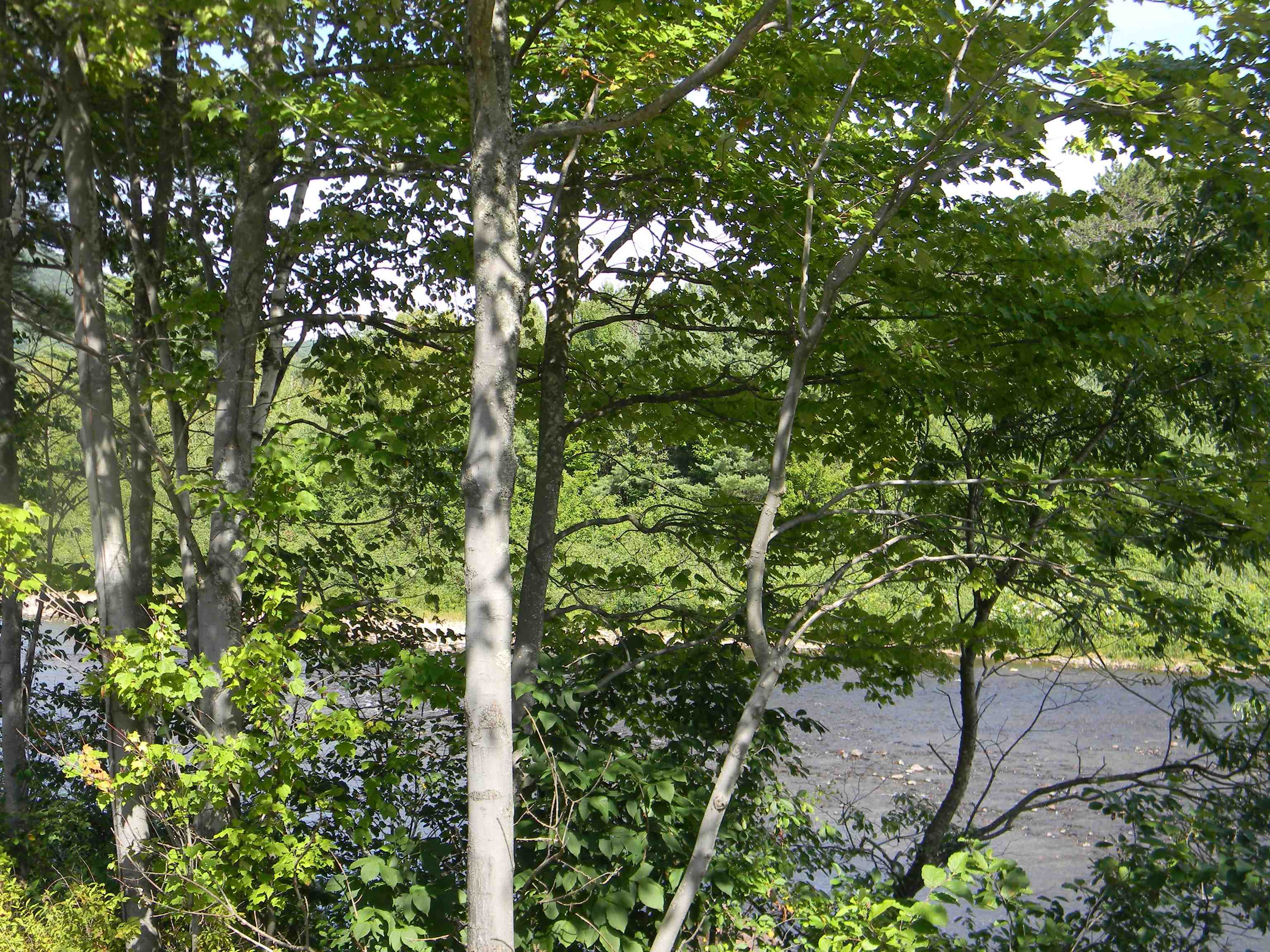 422 New Hampshire Route 110 Property Photo 6