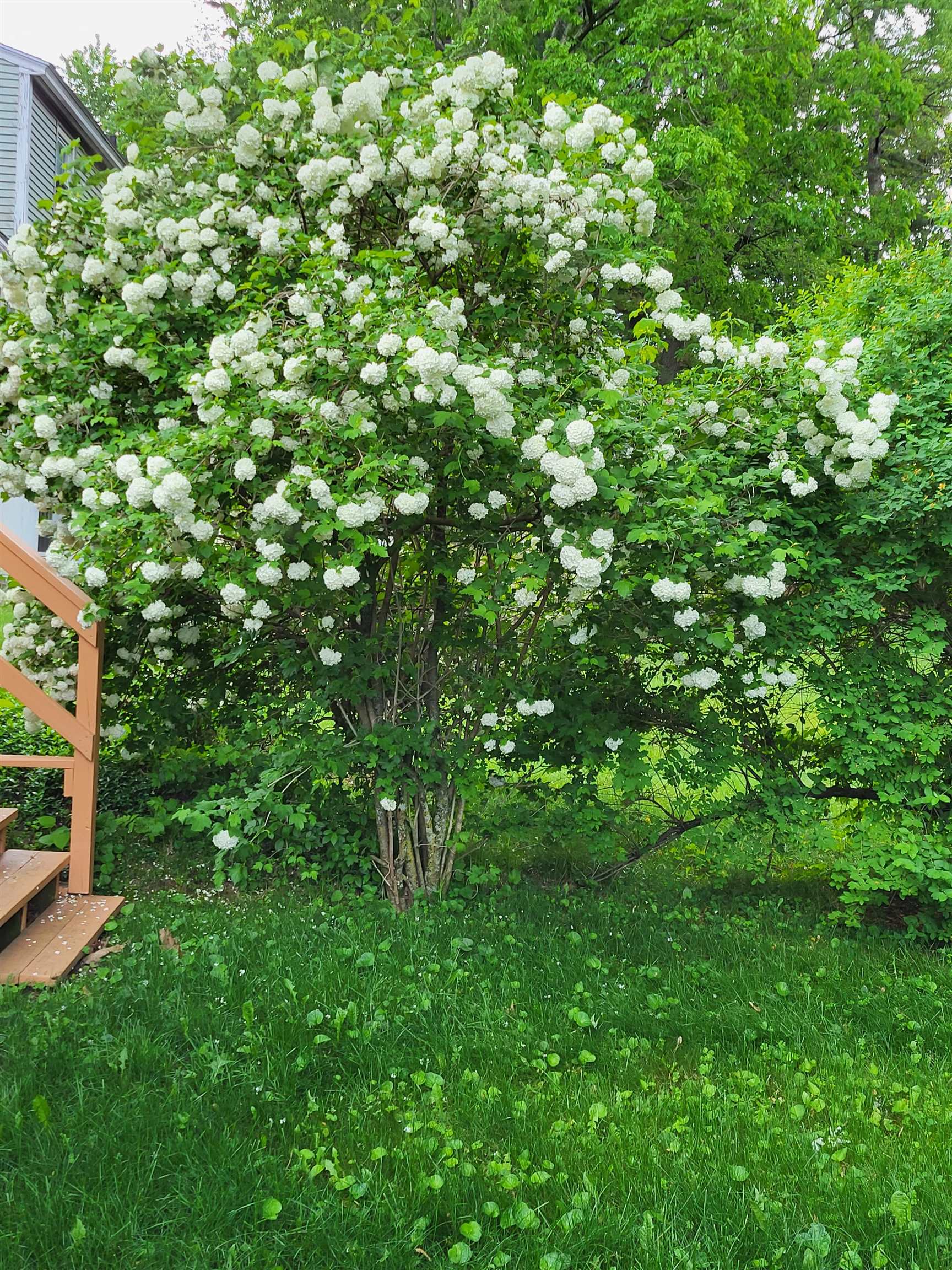 9 Roby Street Property Photo 45