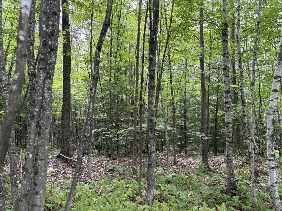 Perkins Hill Road Property Photo 16