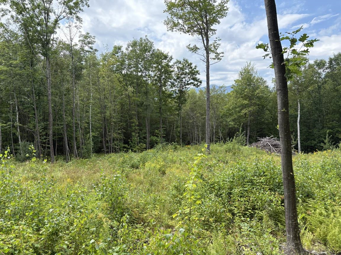 Perkins Hill Road Property Photo 18