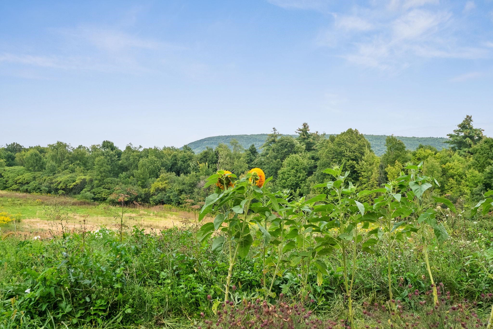 2944 Shellhouse Mountain Road Property Photo 58