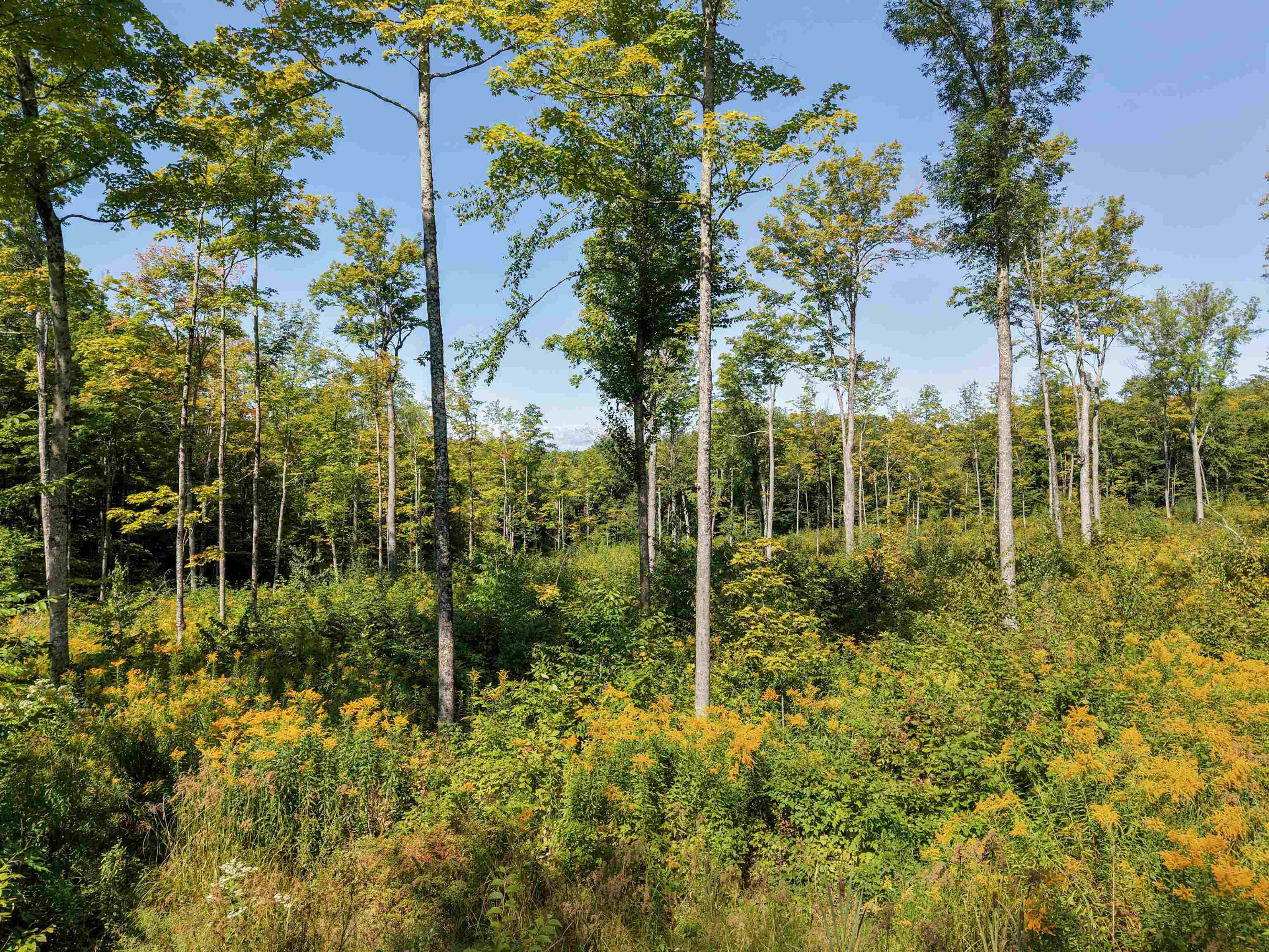177 Cilley Hill Road Property Photo 8