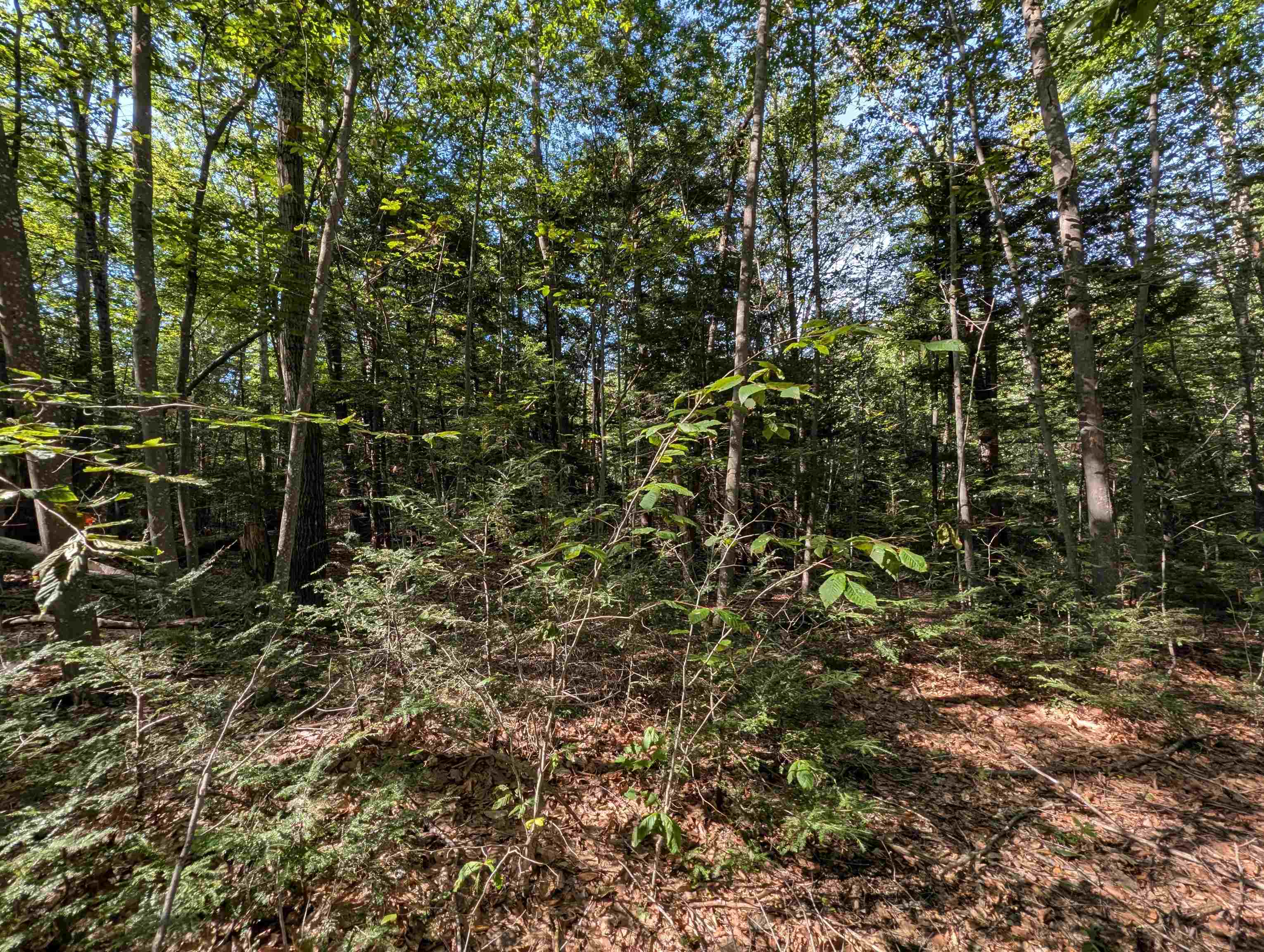 Map 41 Lot 25 Jewett Road Property Photo 3