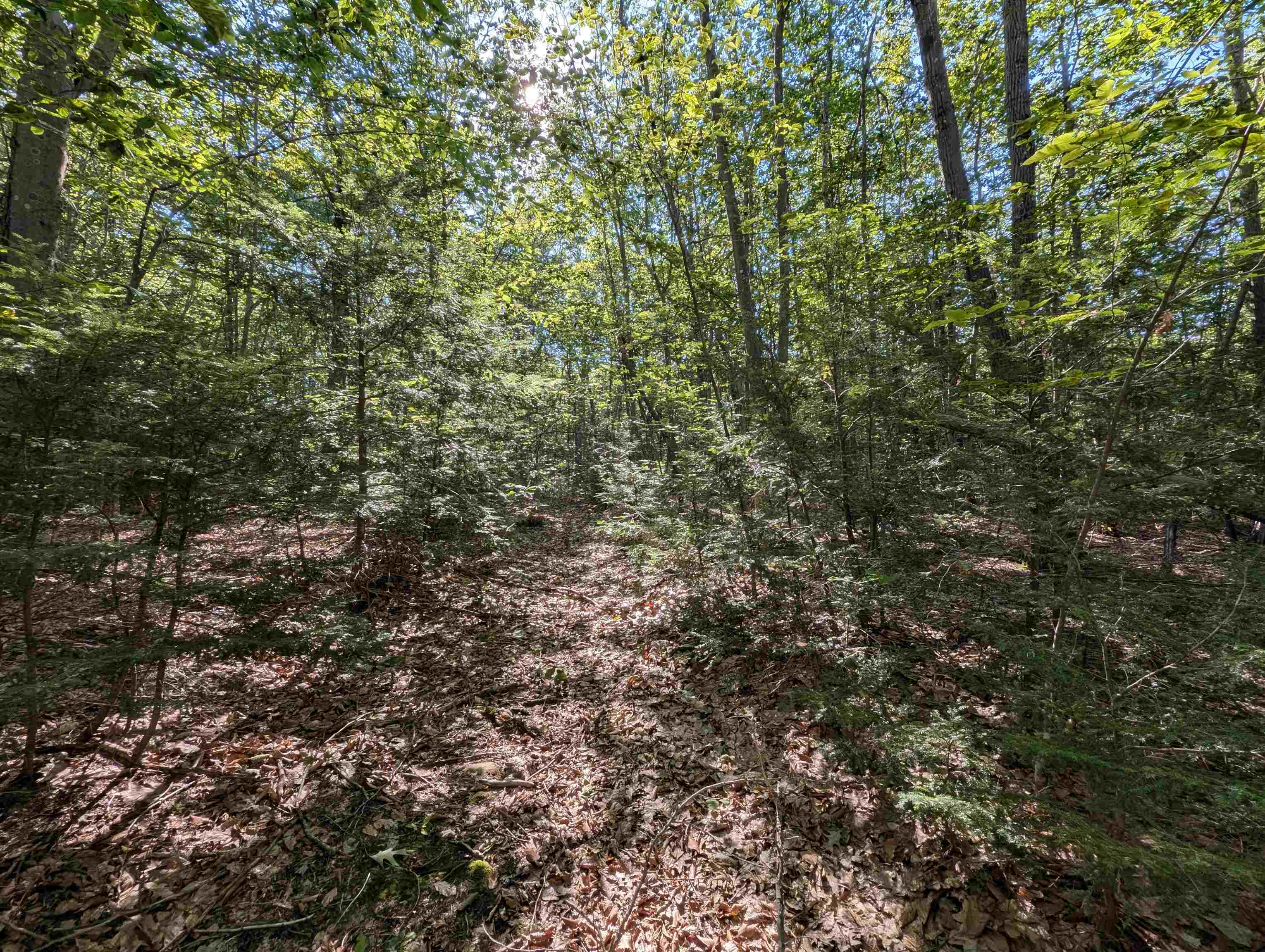 Map 41 Lot 25 Jewett Road Property Photo 6