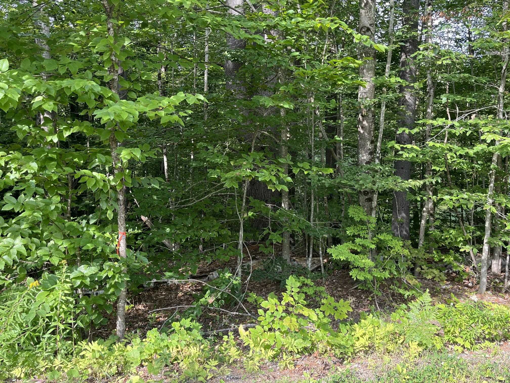 00 Pratt Bridge Road Property Photo 10
