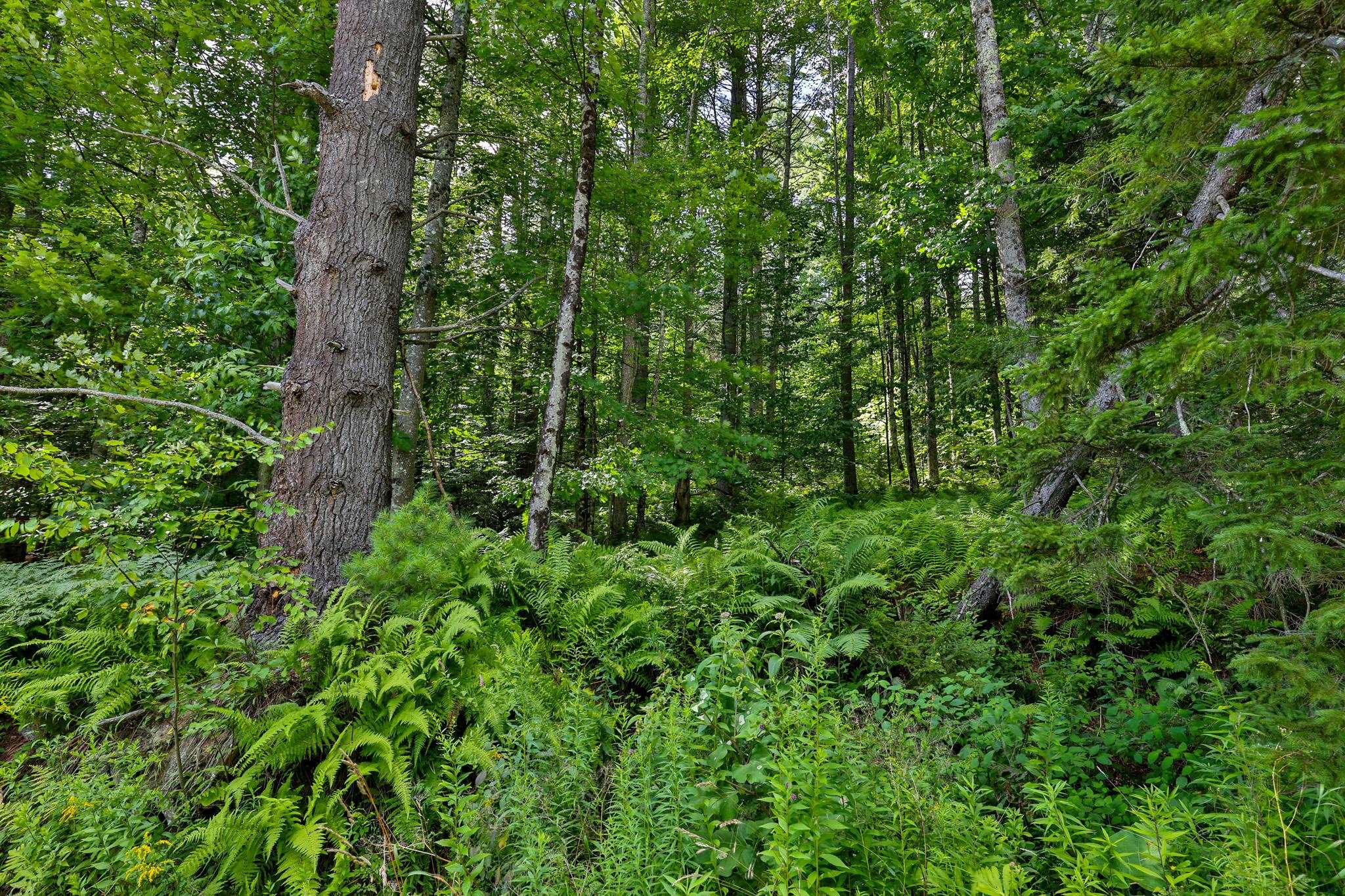 100 Hawk Trail Property Photo 5