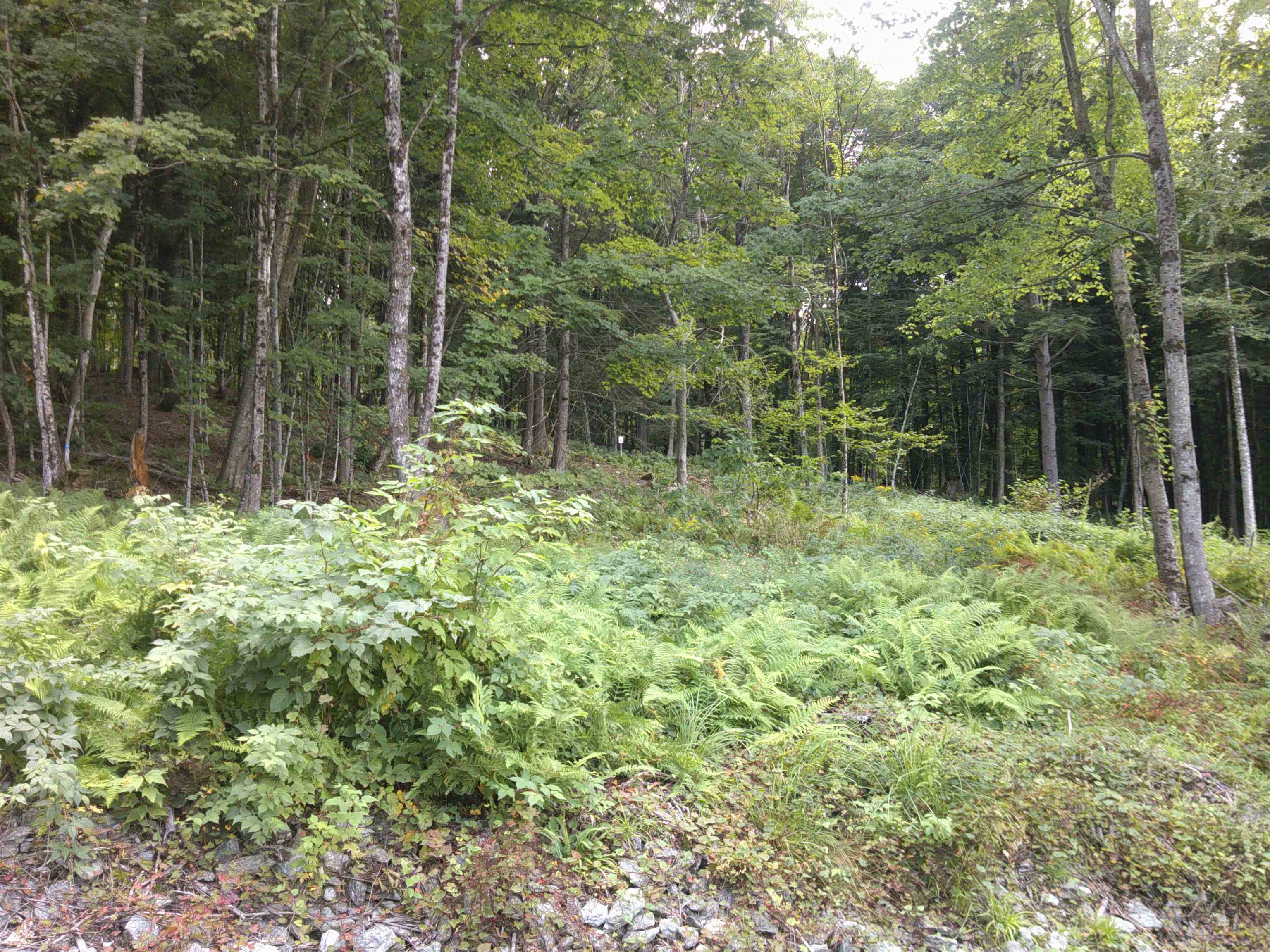 0 Dogwood Springs Road Property Photo 11