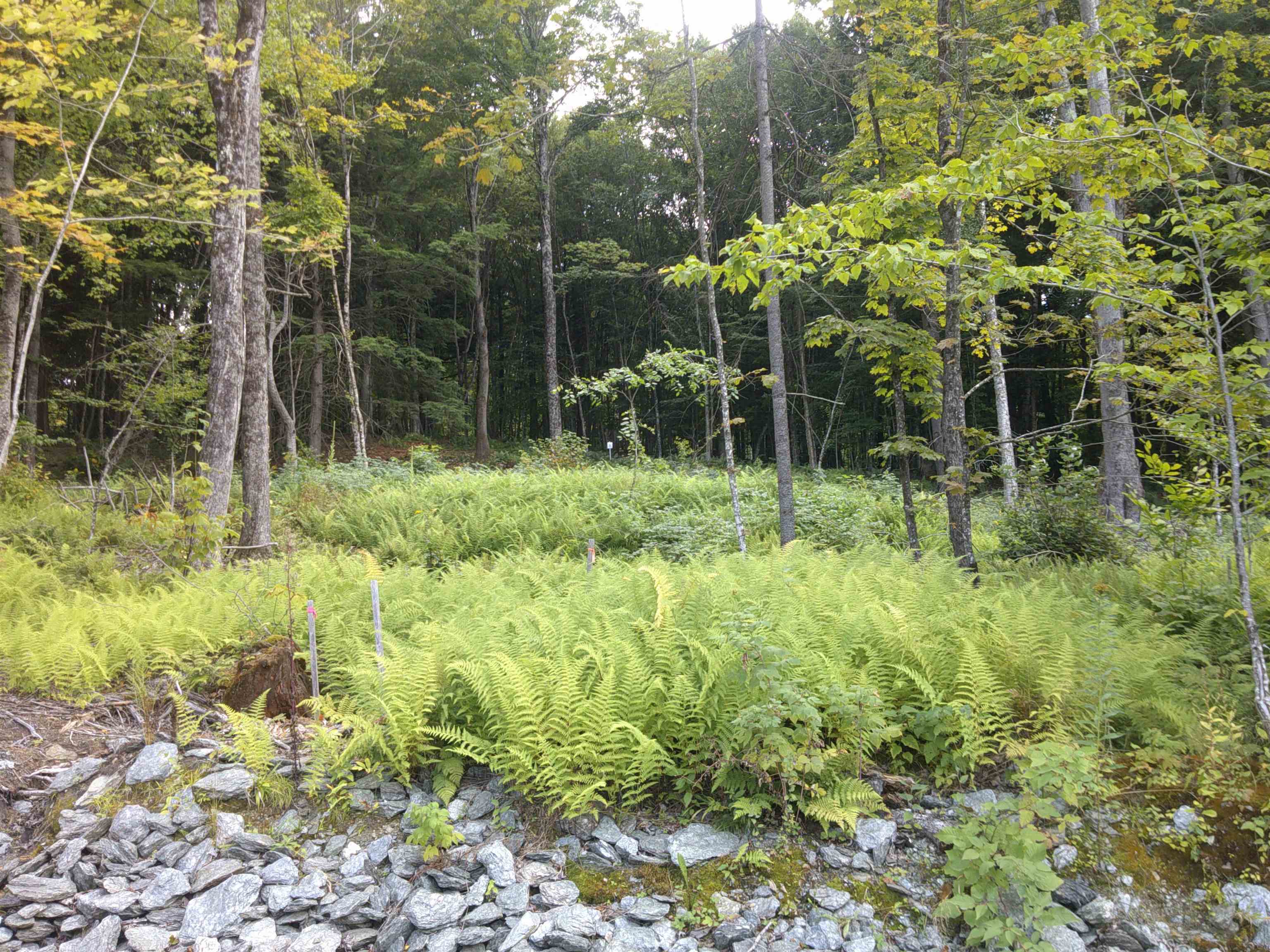 0 Dogwood Springs Road Property Photo 13