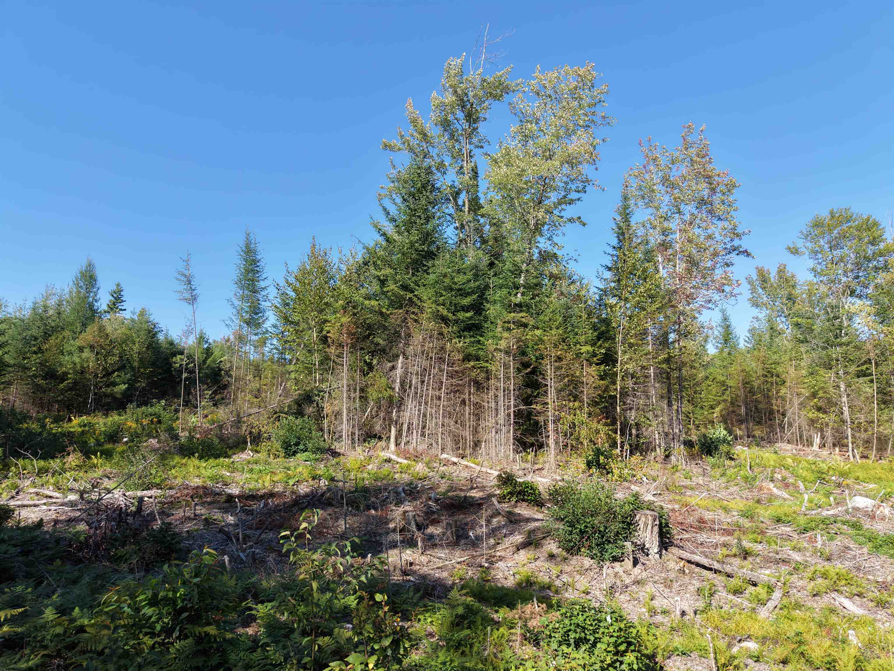 0000 Morin Road Property Photo 15