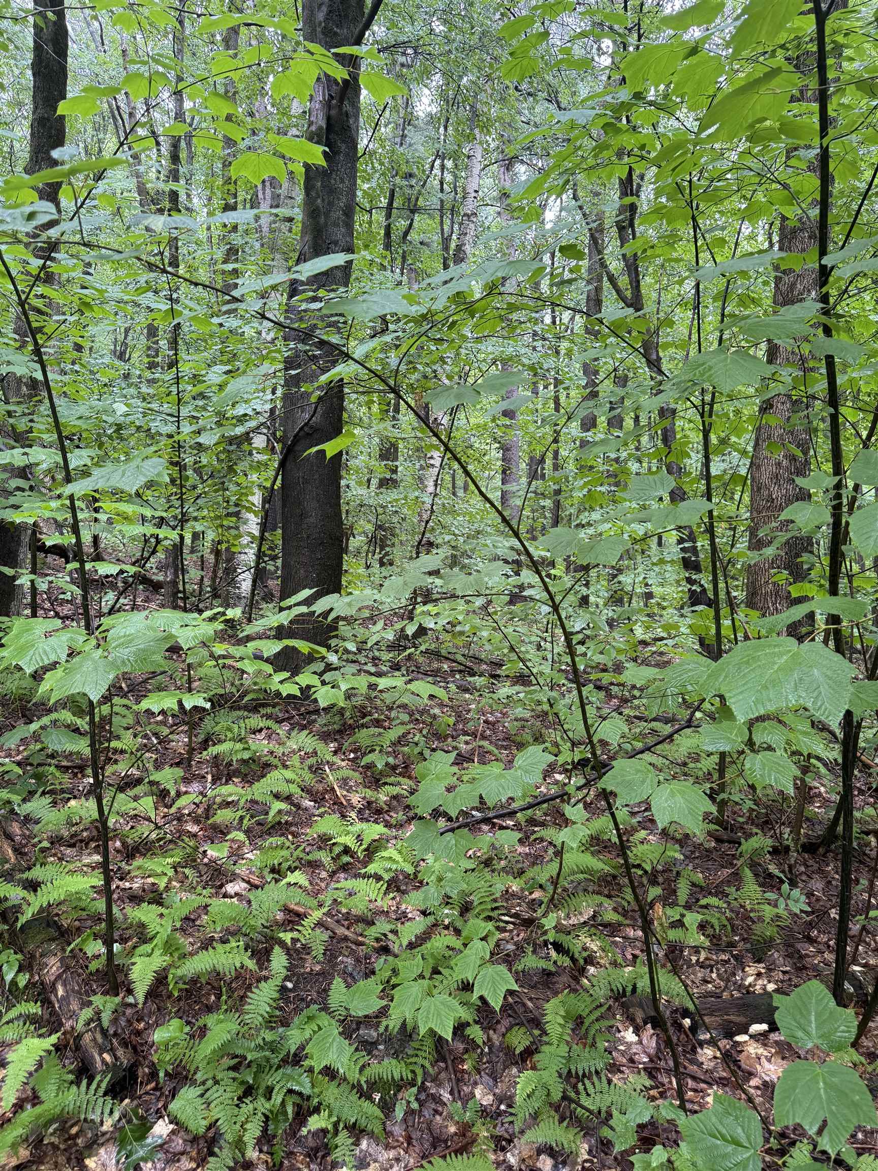 0 Grapevine Lane Property Photo 2