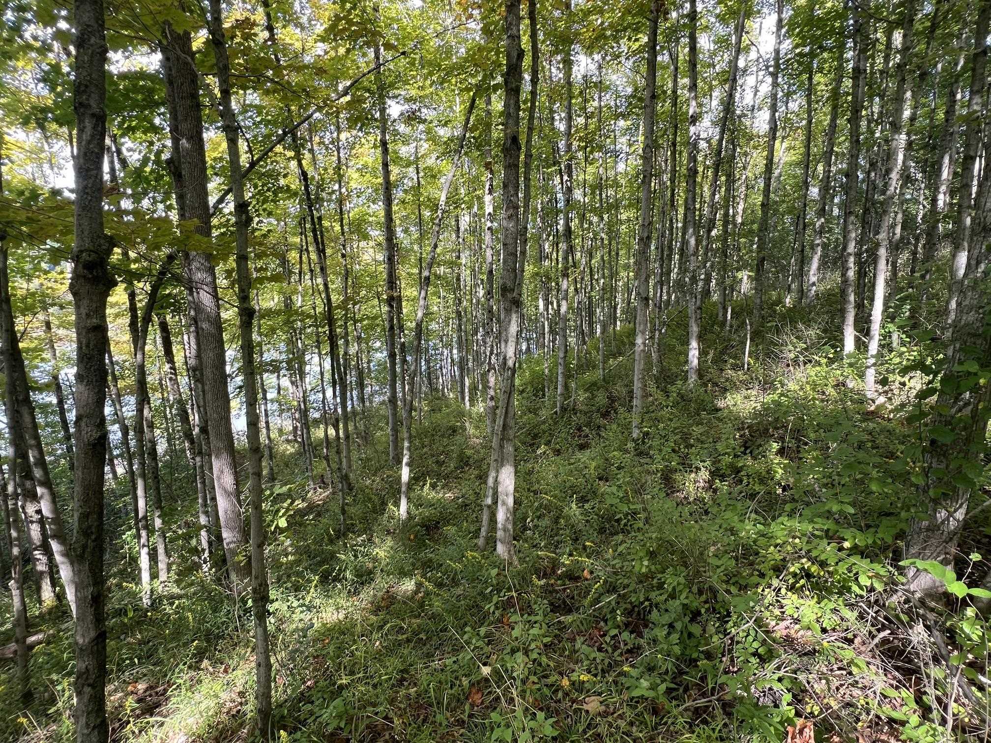 7998 Main Road Property Photo 32