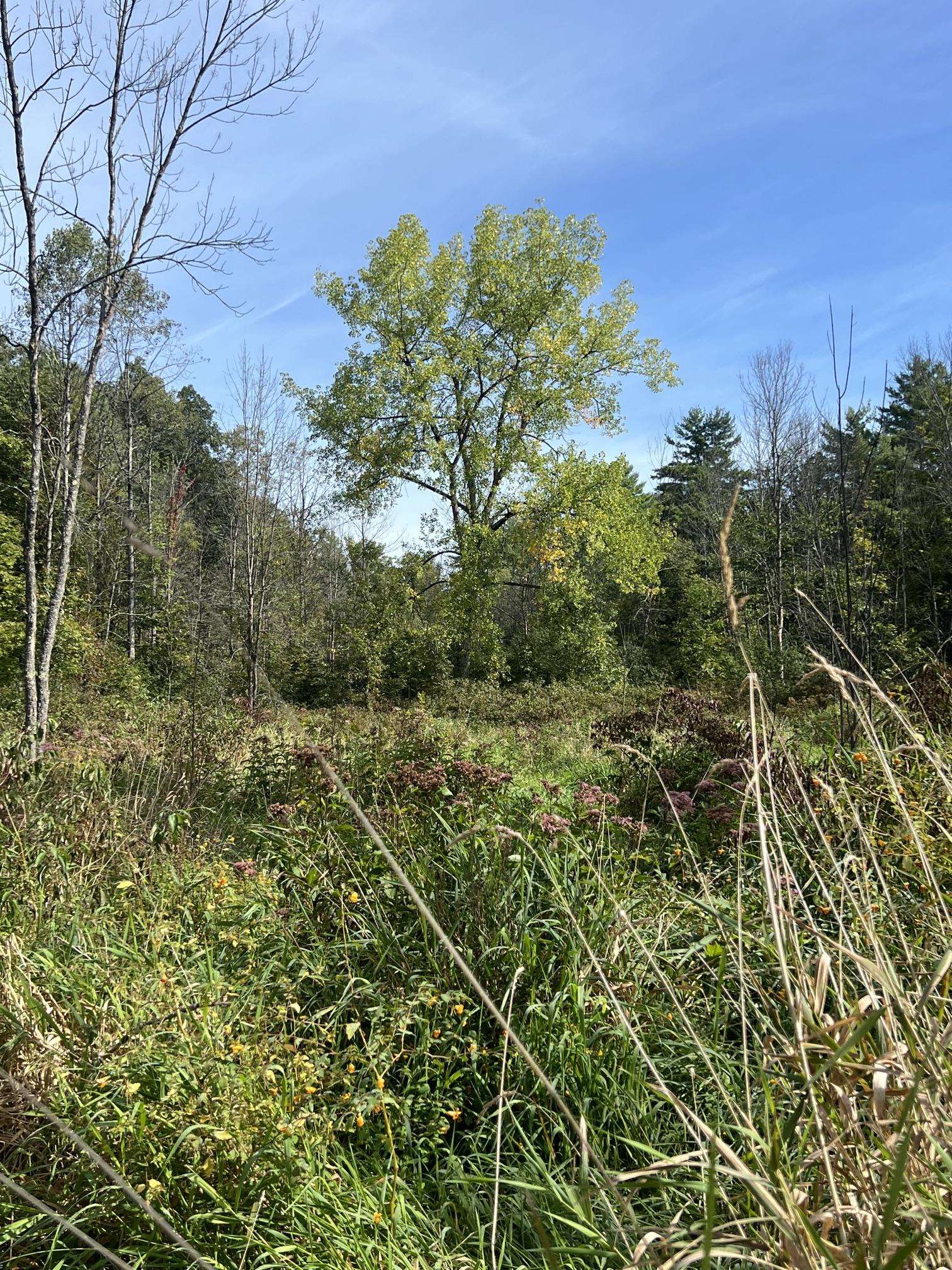 7998 Main Road Property Photo 38