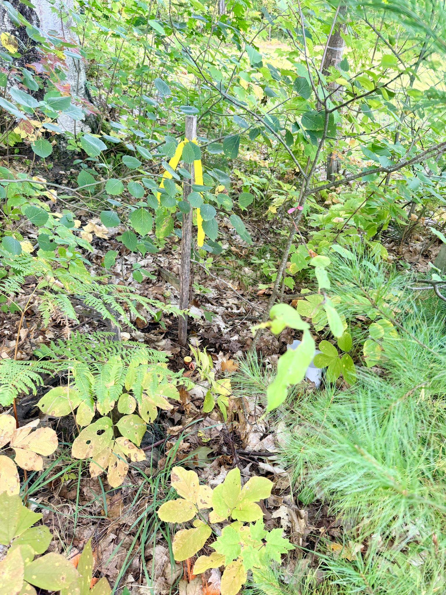 0 Cherry Lane Property Photo 20