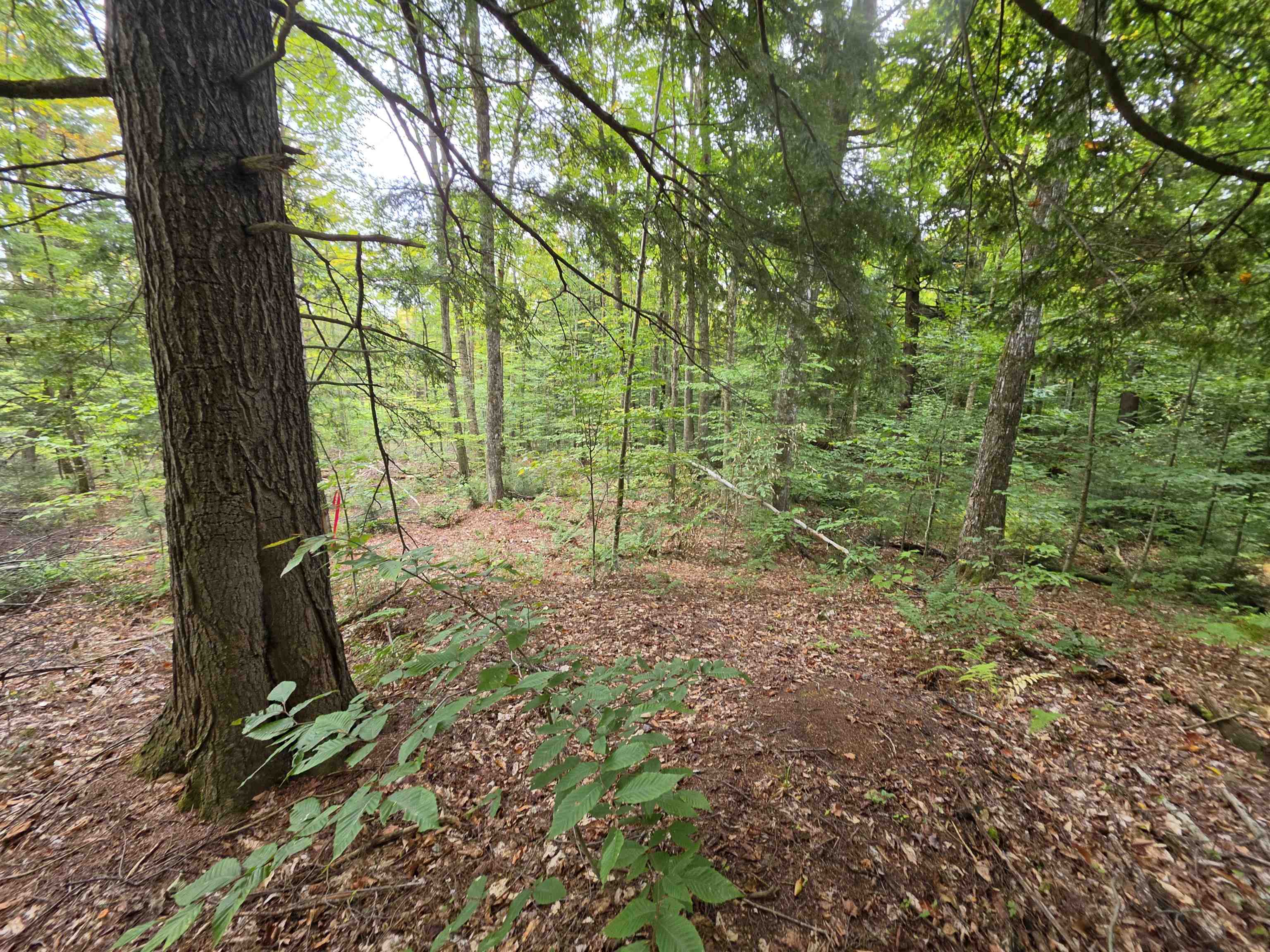 Lot#7 Woodland Drive Property Photo 8