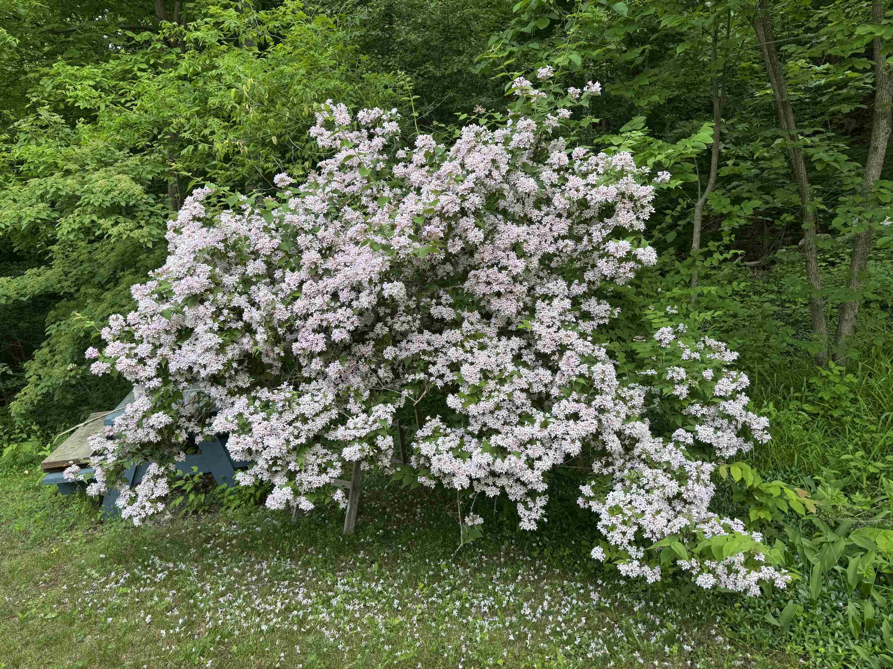 114 Root Road Property Photo 47