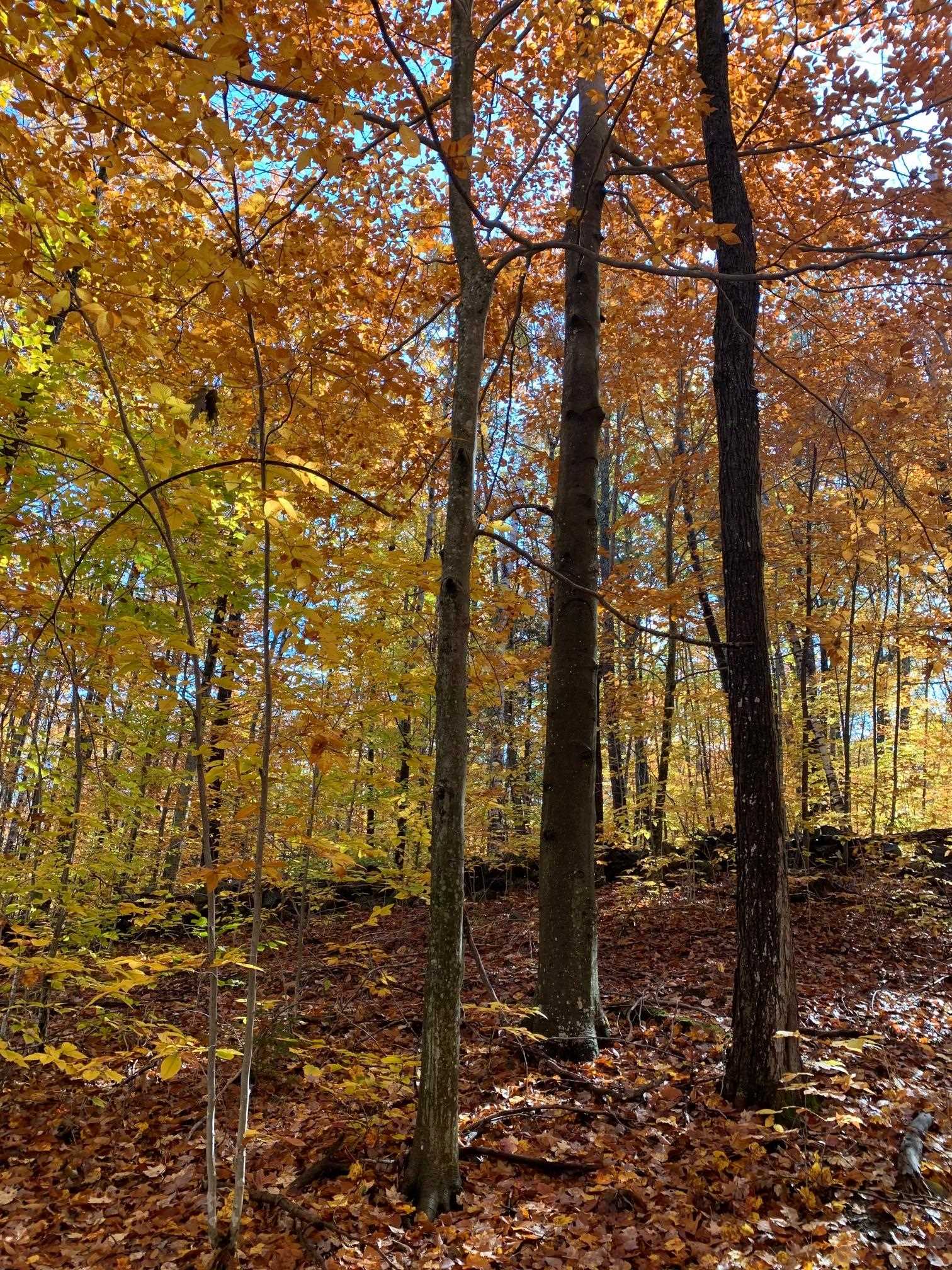 5 Squam River Landing Property Photo 2