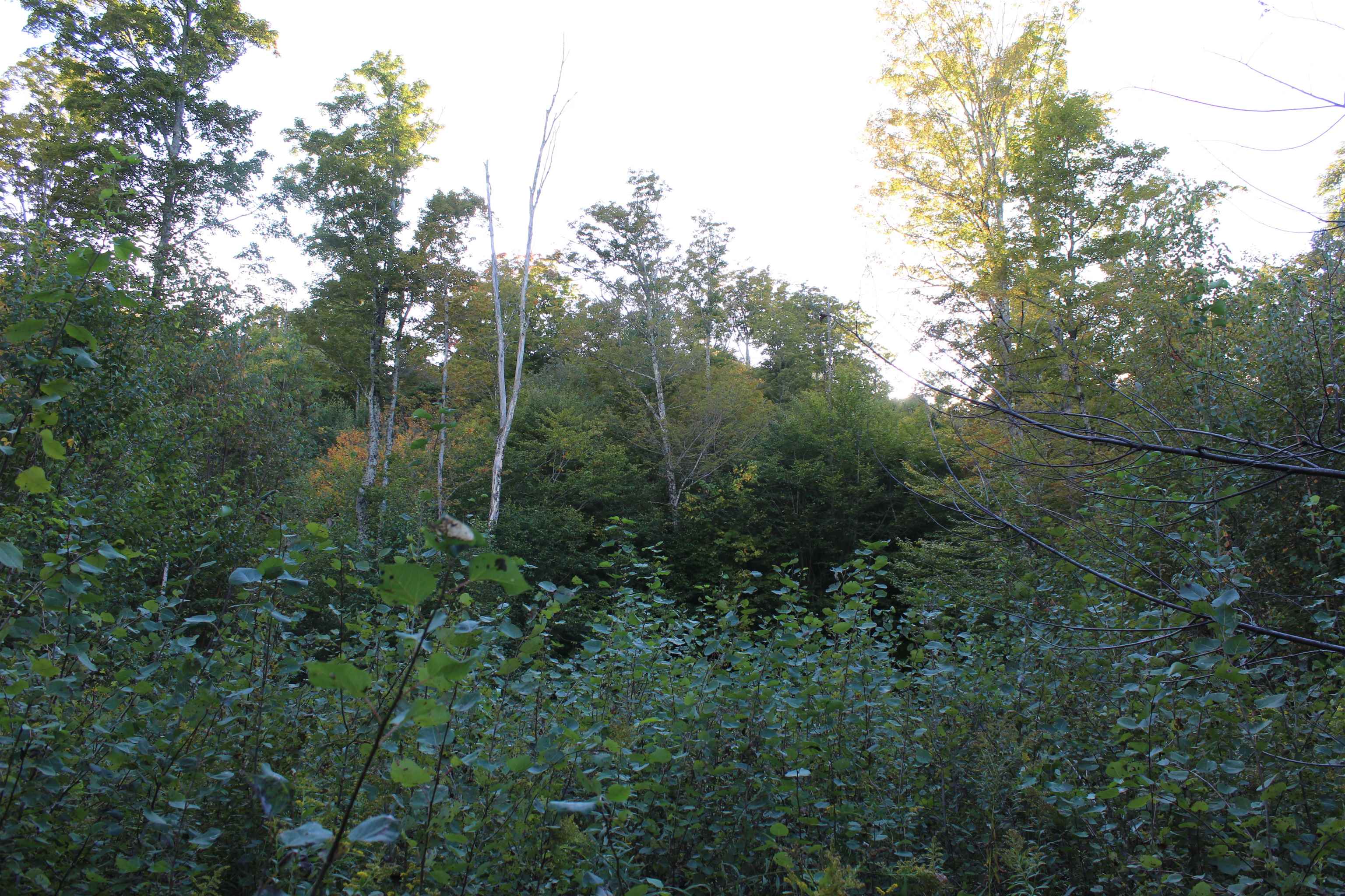 38 Johnson Hill Road Property Photo 14